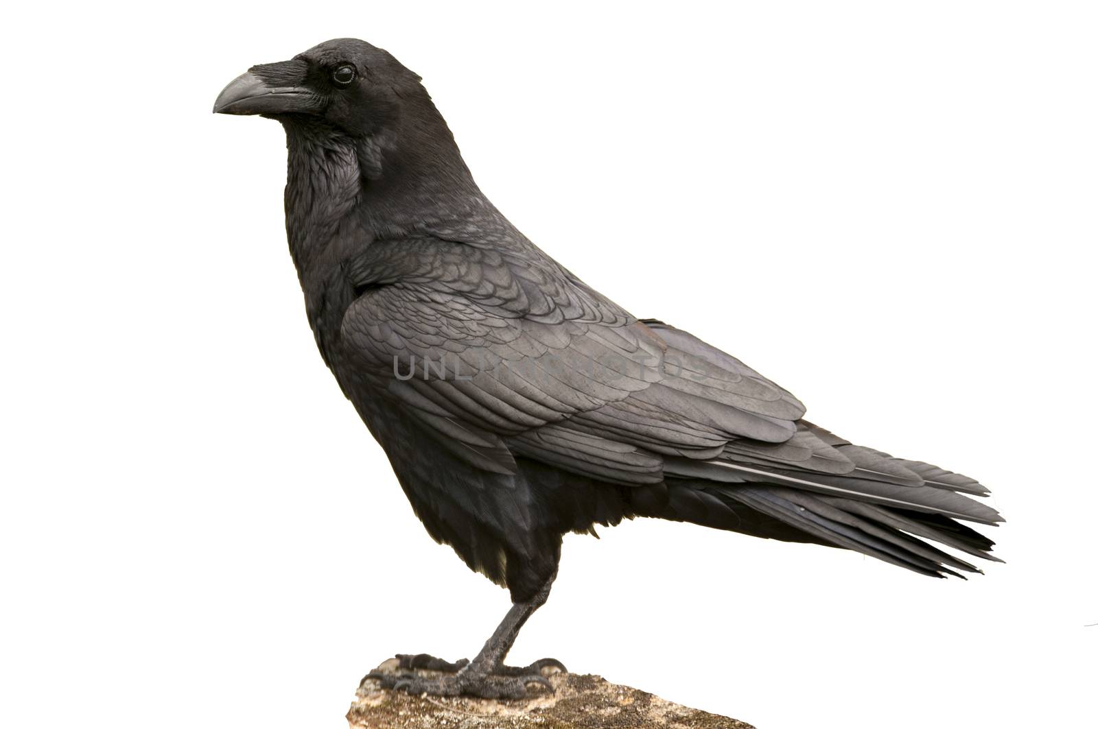 Raven - Corvus corax Portrait of body and plumage, white backgro by jalonsohu@gmail.com