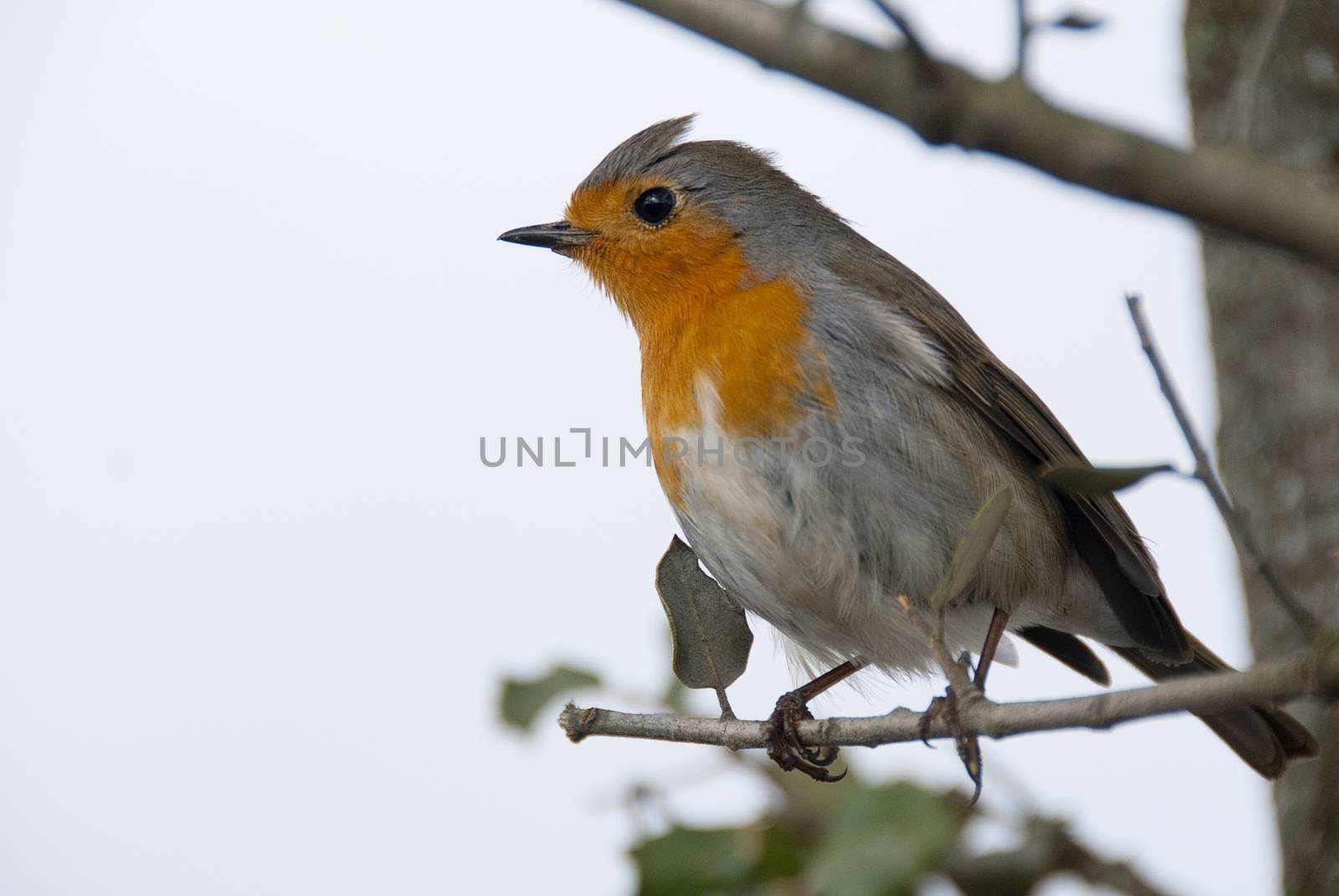 Robin - Erithacus rubecula, standing on a branch by jalonsohu@gmail.com