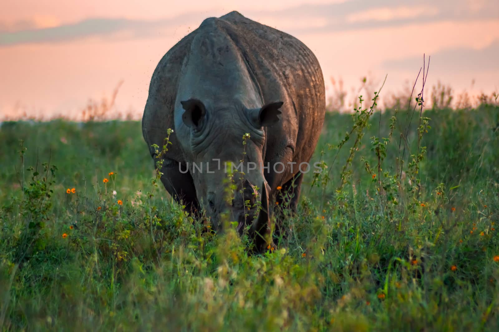 White Rhinoceros in the savannah of Nairobi Park in central Kenya