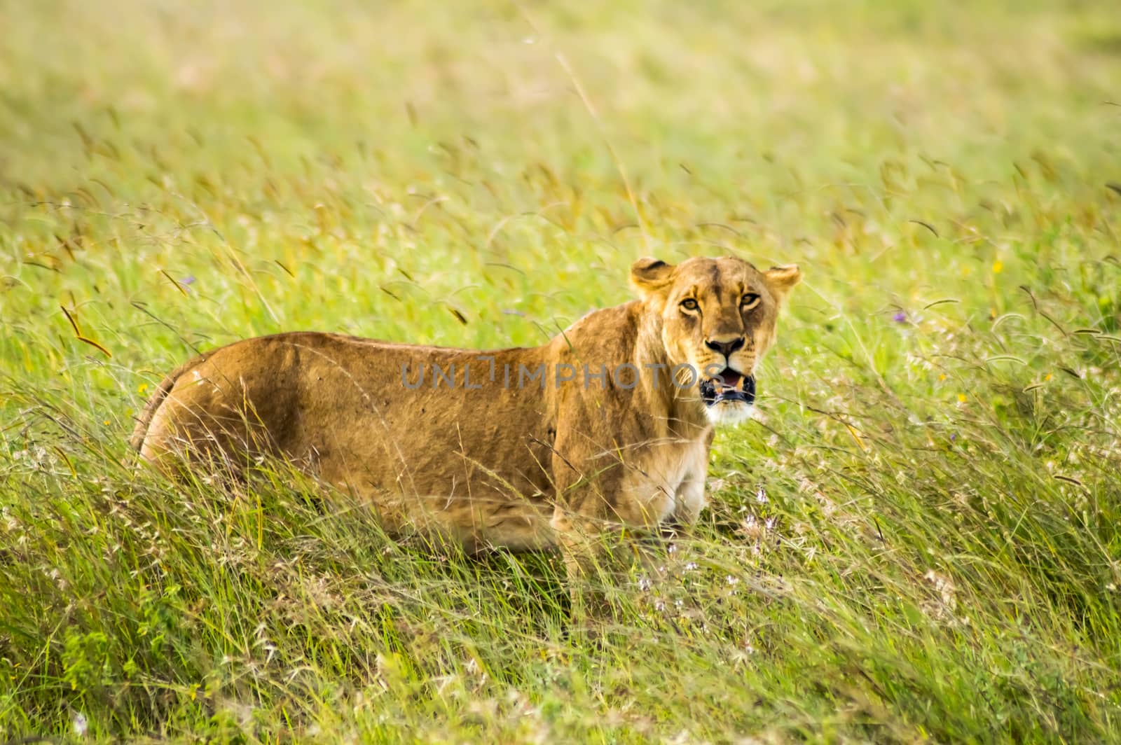 Lioness sitting in the savannah of Nairobi Park in Kenya in Africa