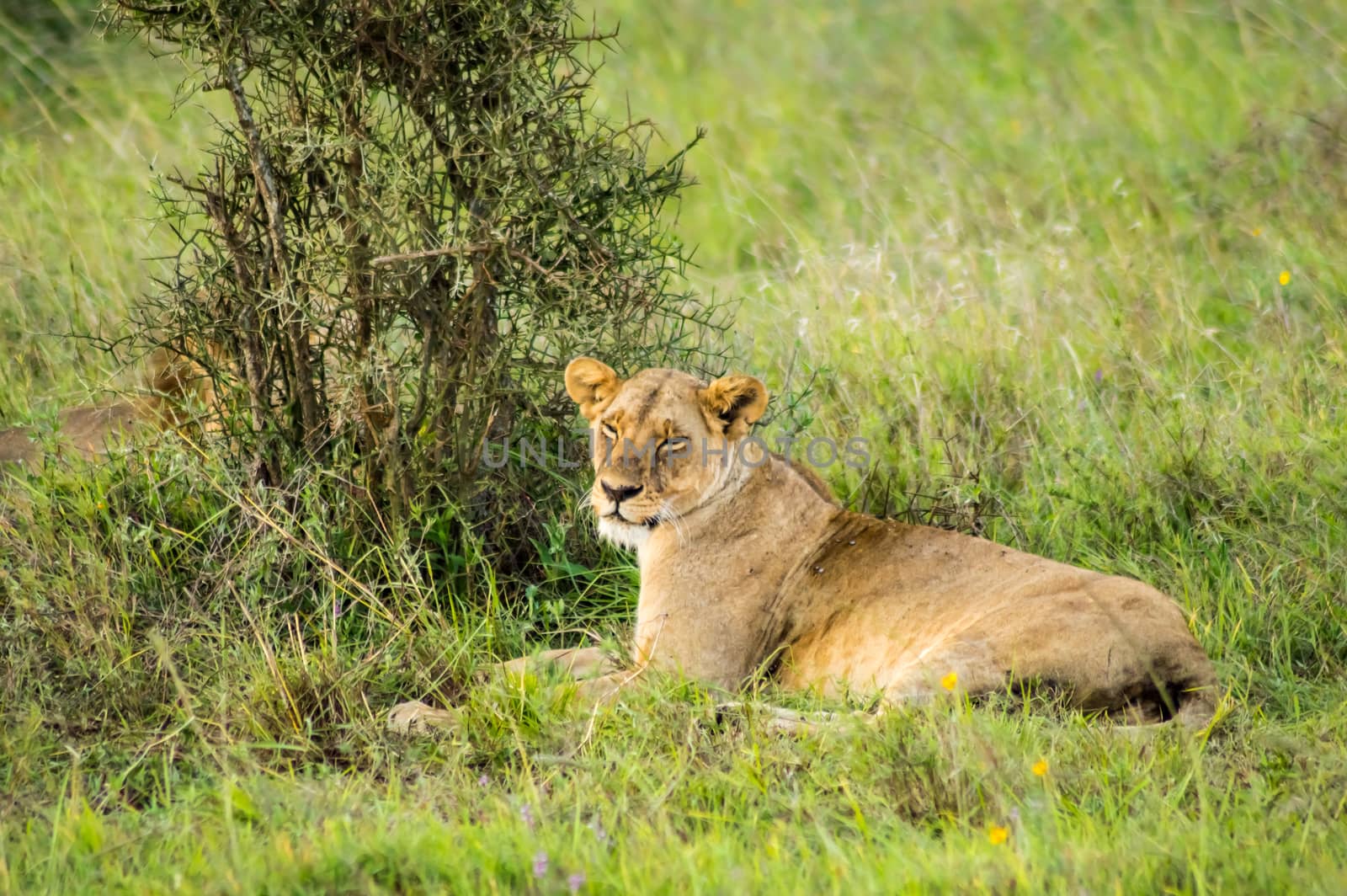 Lioness sitting in the savannah of Nairobi Park in Kenya in Africa