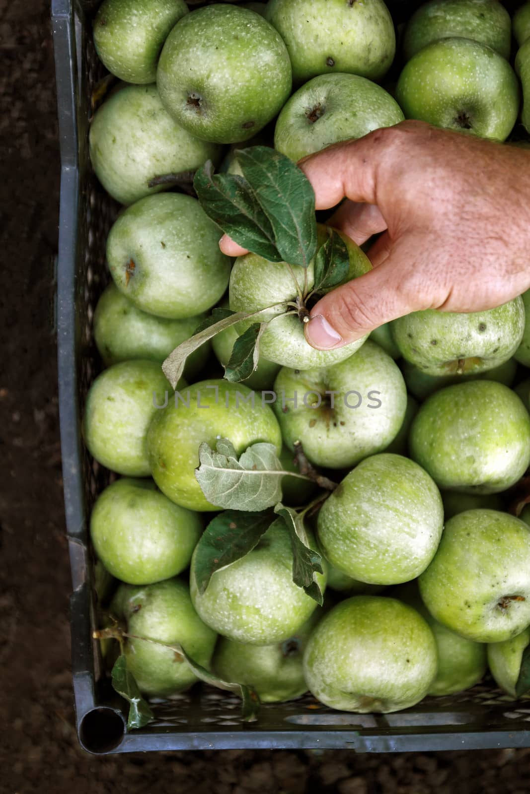 Men's hands hold a box with green simirenka apples. Pick and pick apples. Concept, autumn harvesting of apples