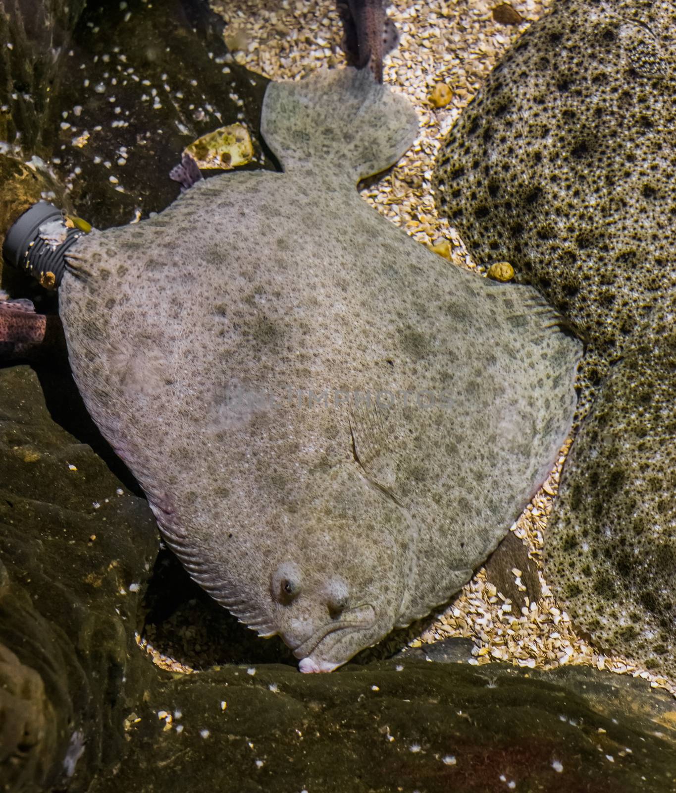 turbot laying next to some other turbots, popular flatfish, Near threatened animal specie by charlottebleijenberg