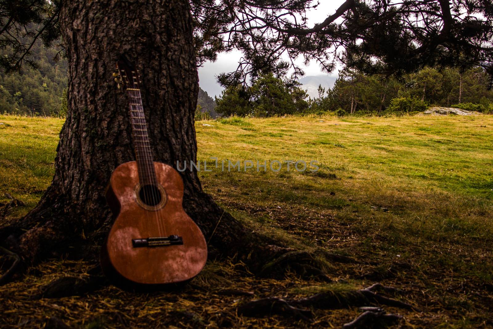 guitar under a tree by Joanastockfoto