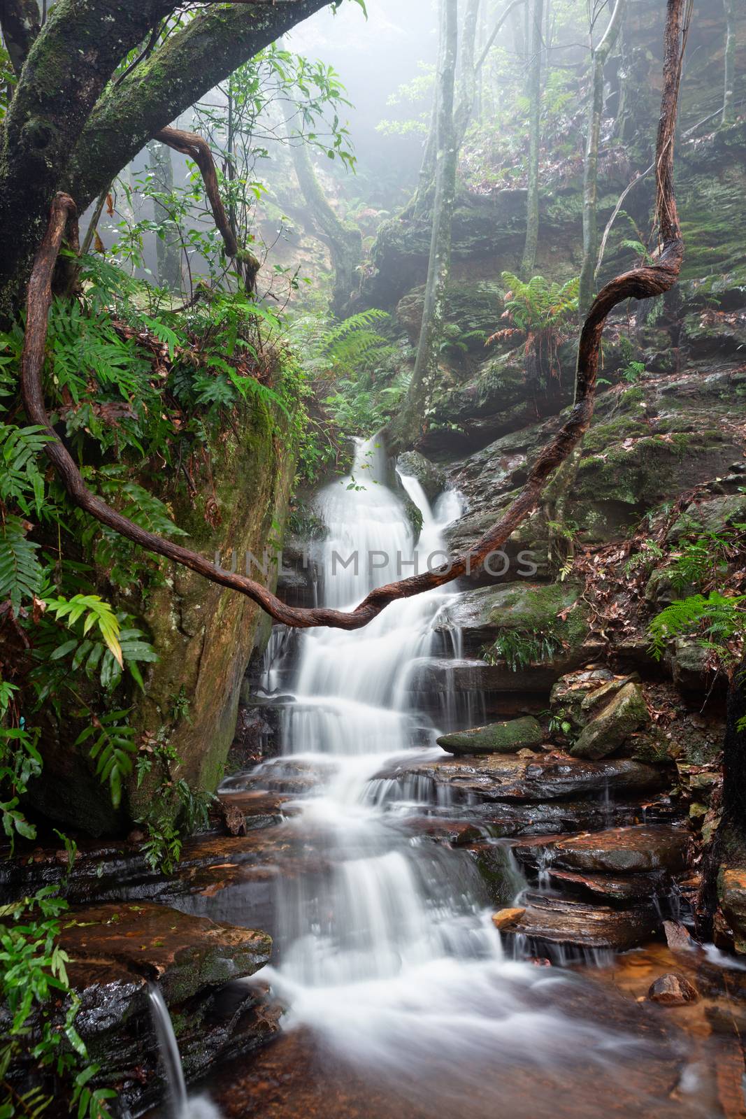 Nature's playground - beautiful cascading waterfall down the fog filled valley filled with trees and lush ferns.  A vine swing in the foreground.