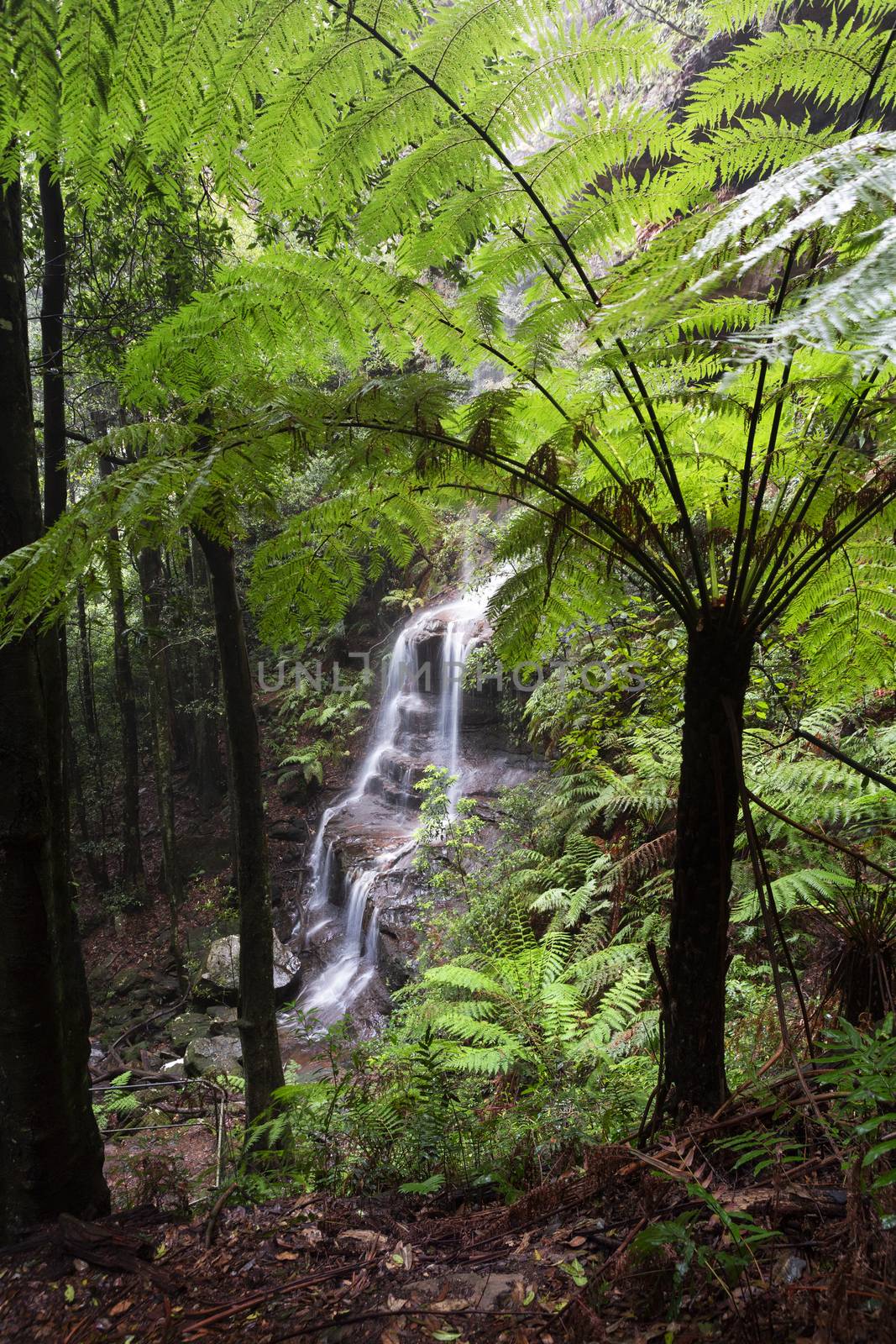 Waterfall views through large tree ferns in Blue Mountains Australia