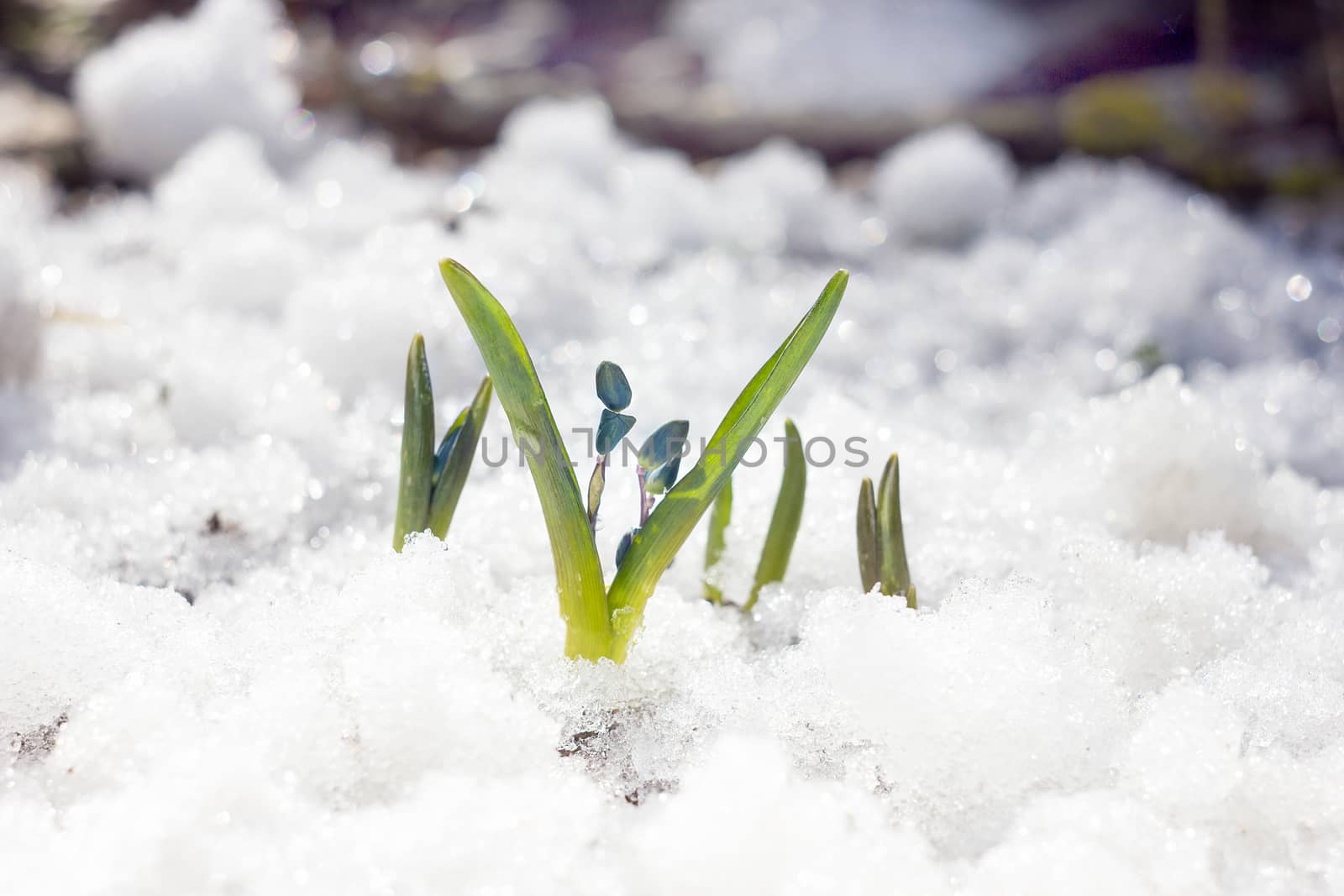 blue snowdrops, the first flower of spring, fragile blue flower