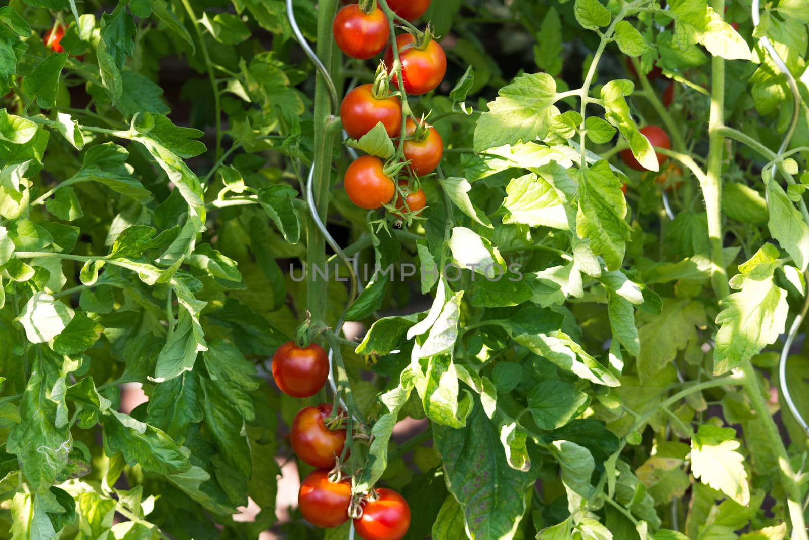 Fresh Tomatoes plant growing in a greenhouse