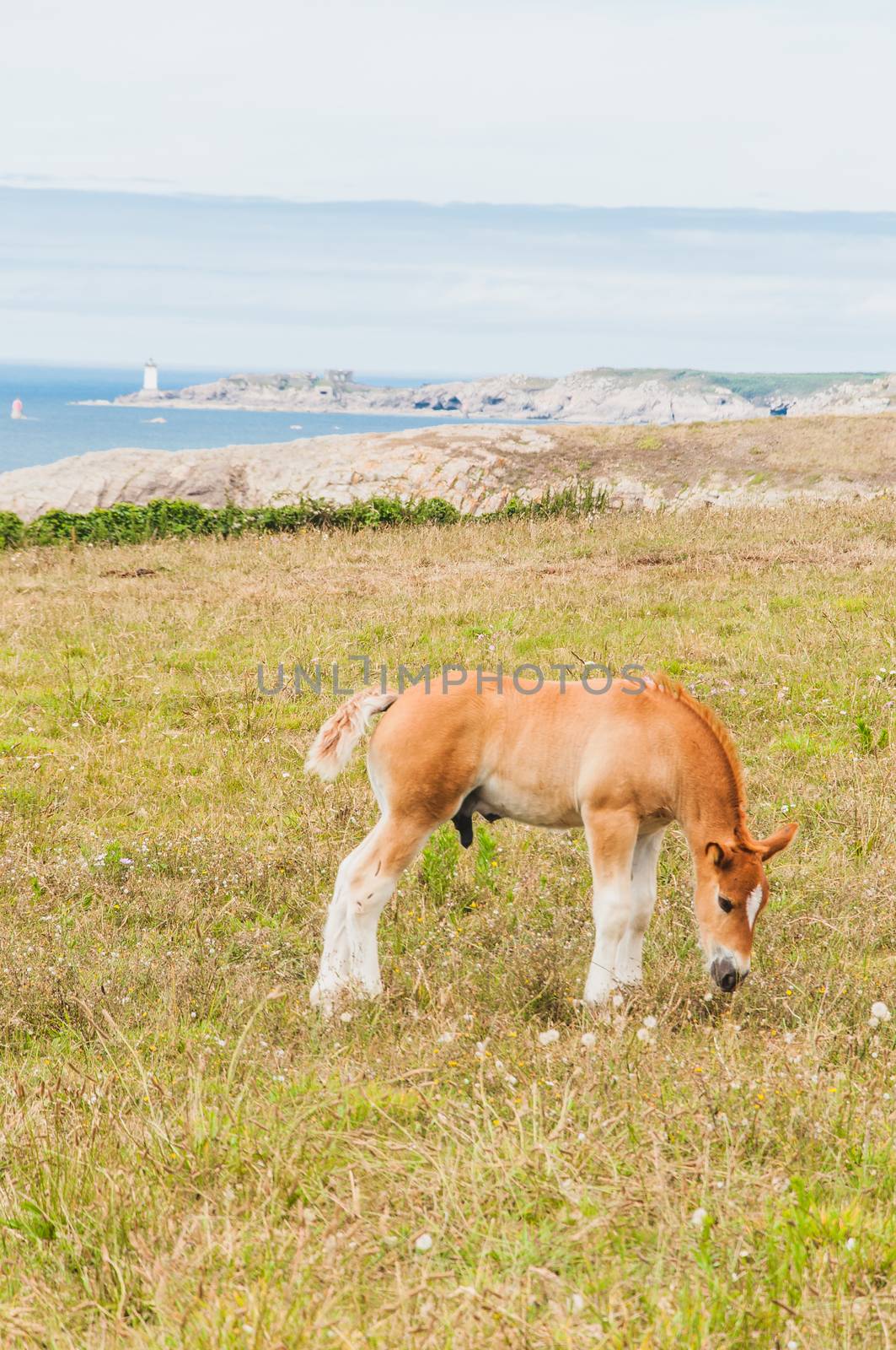 Horse grazing grass at Pointe Saint-Mathieu in Plougonvelin in Finistere in France