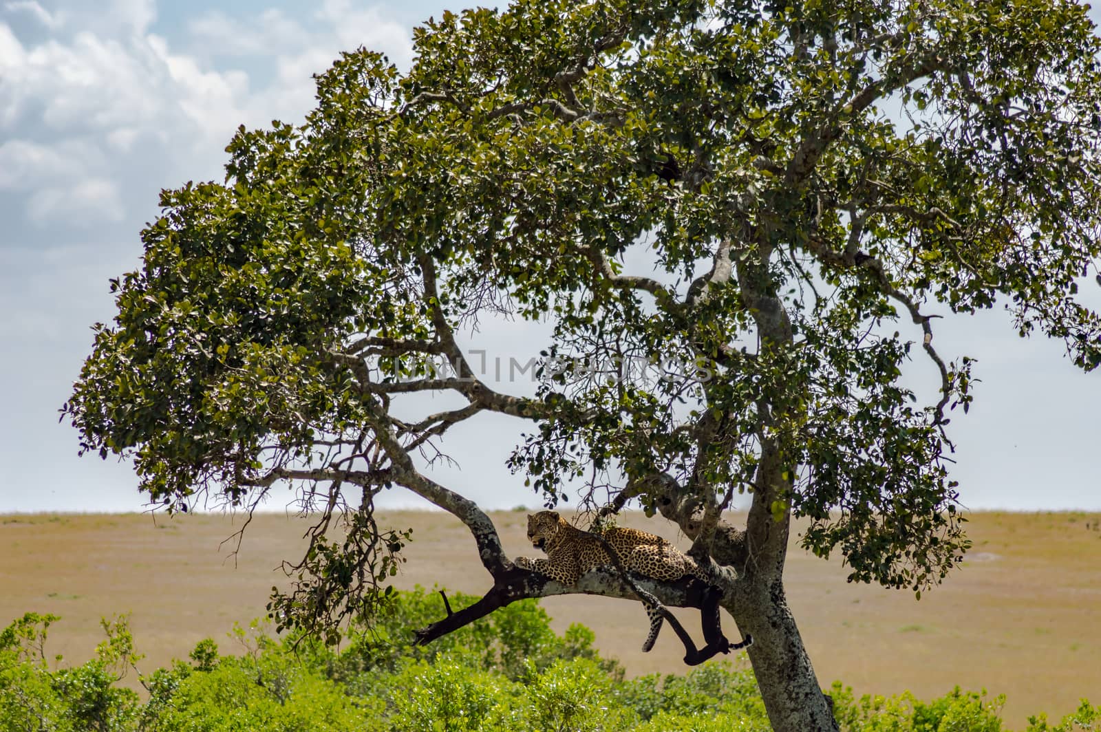 Leopard lying on a branch of a tree in the Masai Mara Park in North West Kenya