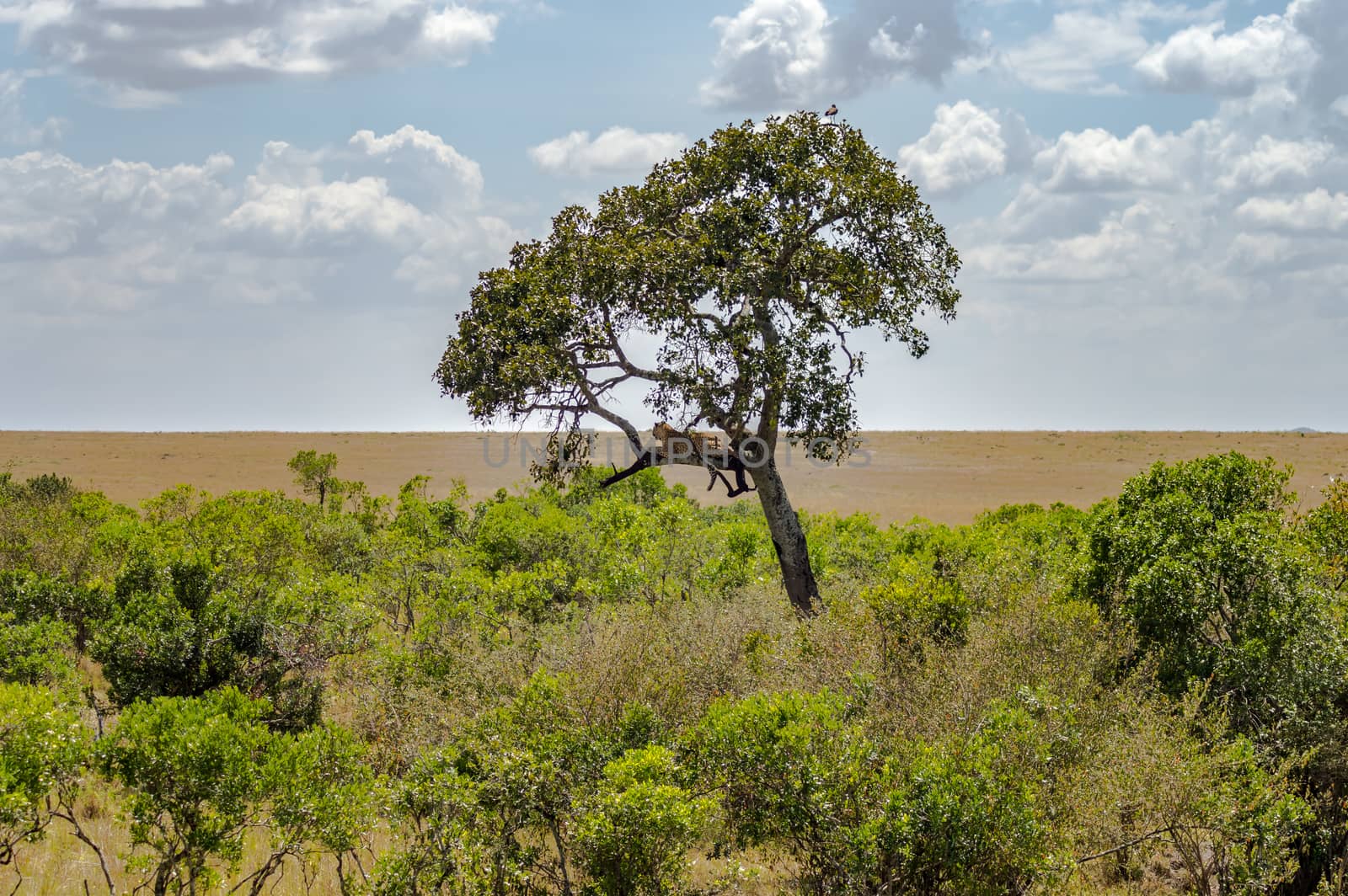 Leopard lying on a branch of a tree in the Masai Mara  by Philou1000