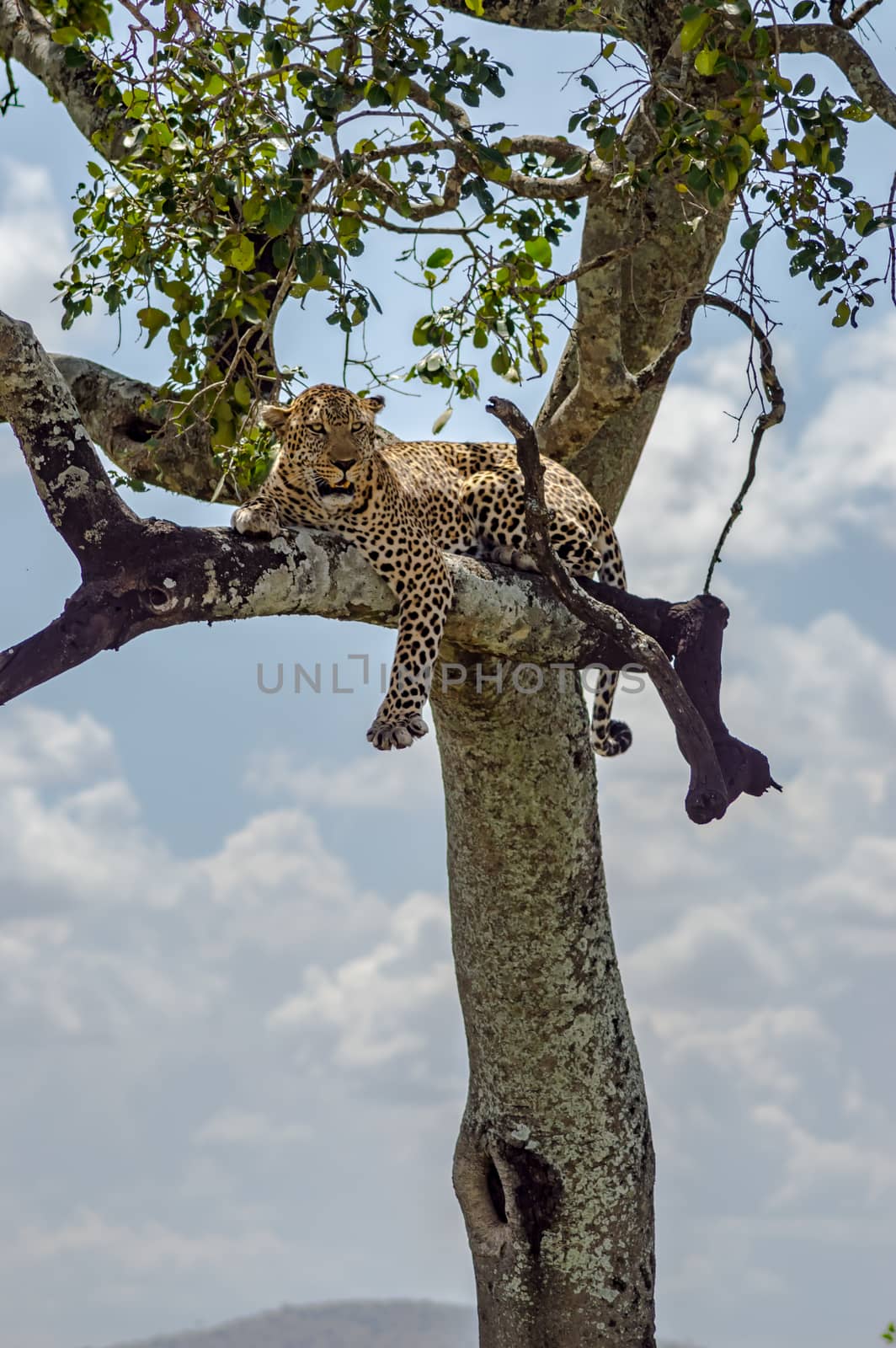 Leopard lying on a branch of a tree in the Masai Mara Park in North West Kenya