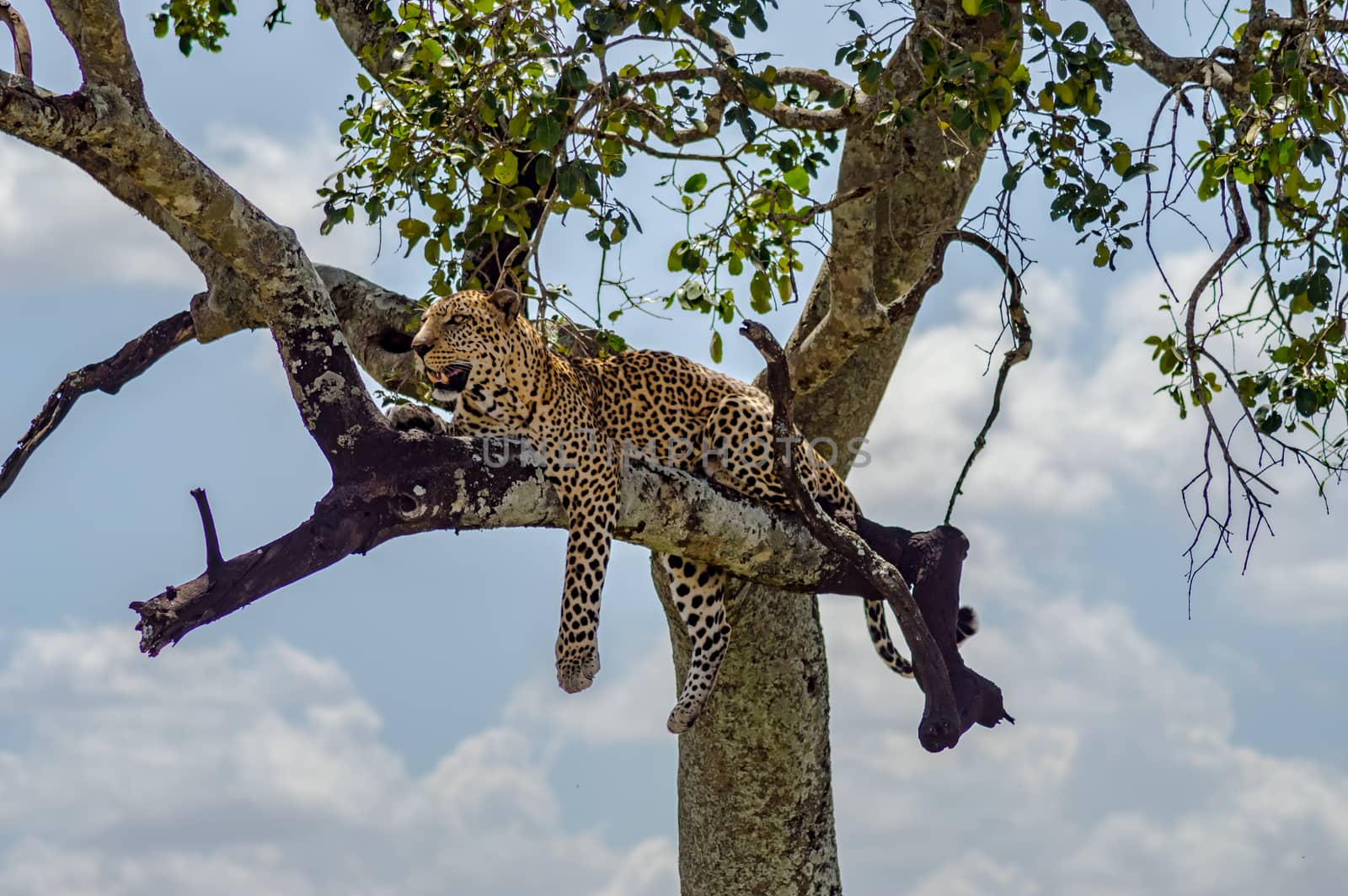 Leopard lying on a branch of a tree in the Masai Mara Park in North West Kenya