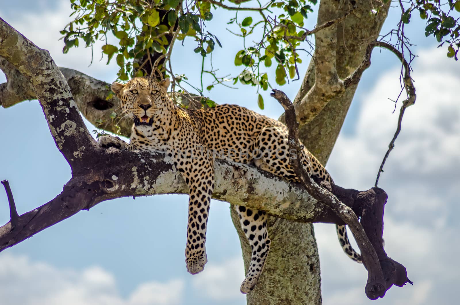 Leopard lying on a branch of a tree in the Masai Mara  by Philou1000