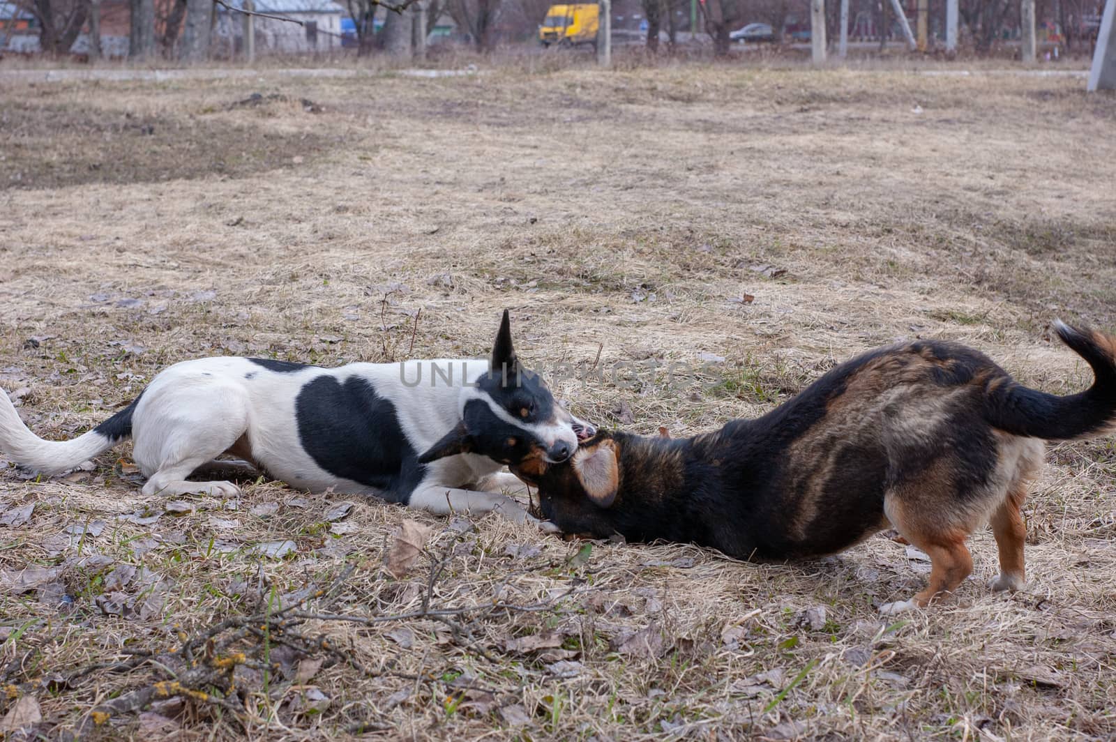 two stray dogs love to play