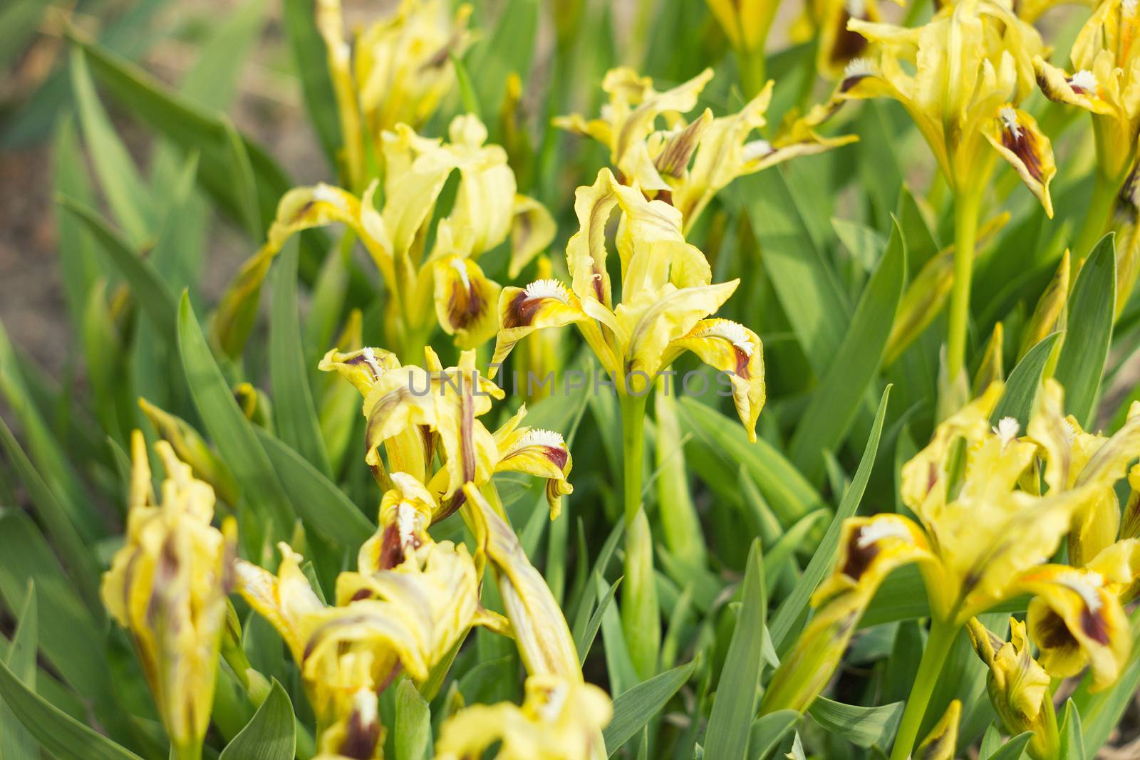 yellow flowers irises with sunlight, spring flowers