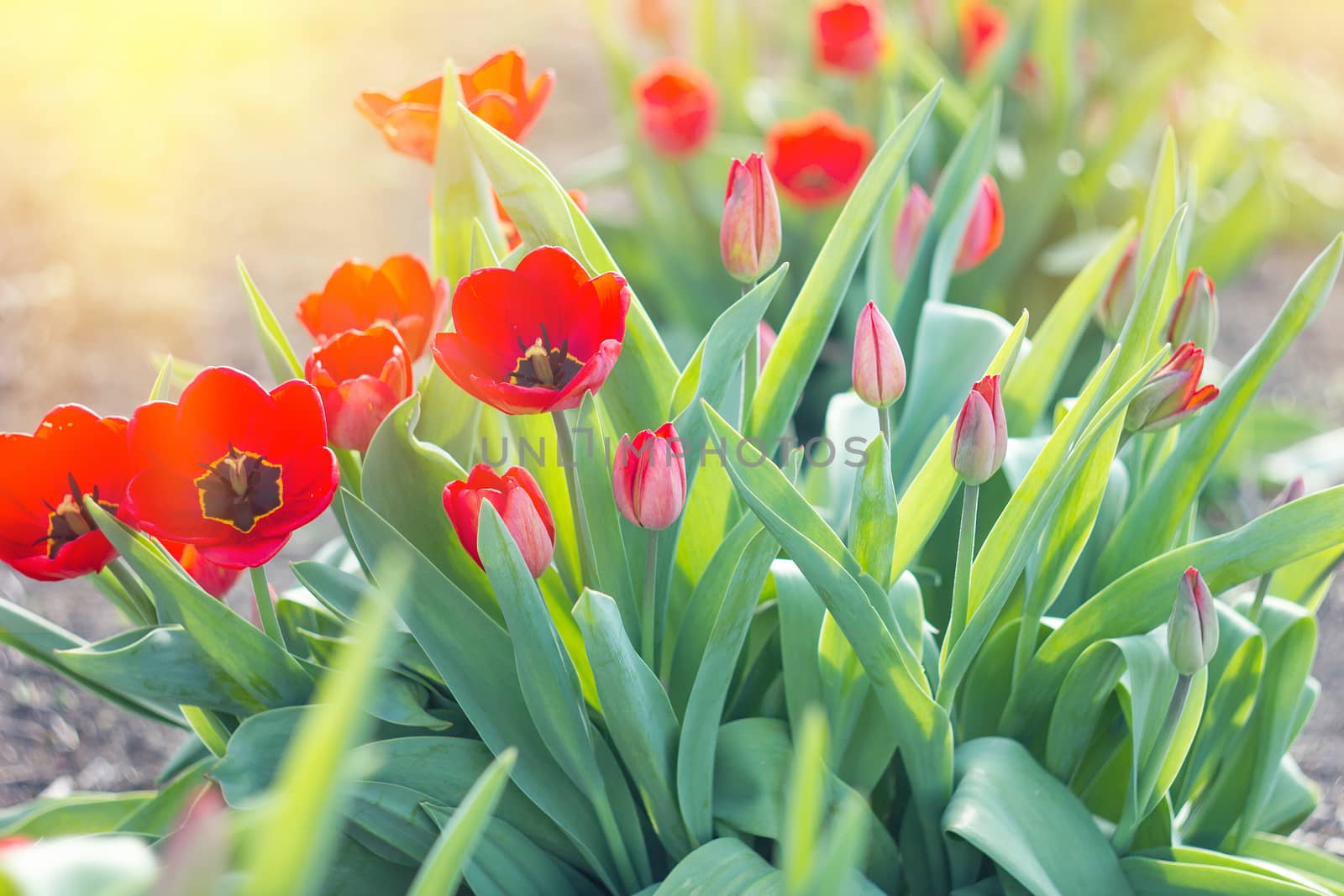 first flowers of spring, red tulips, soft sunlight