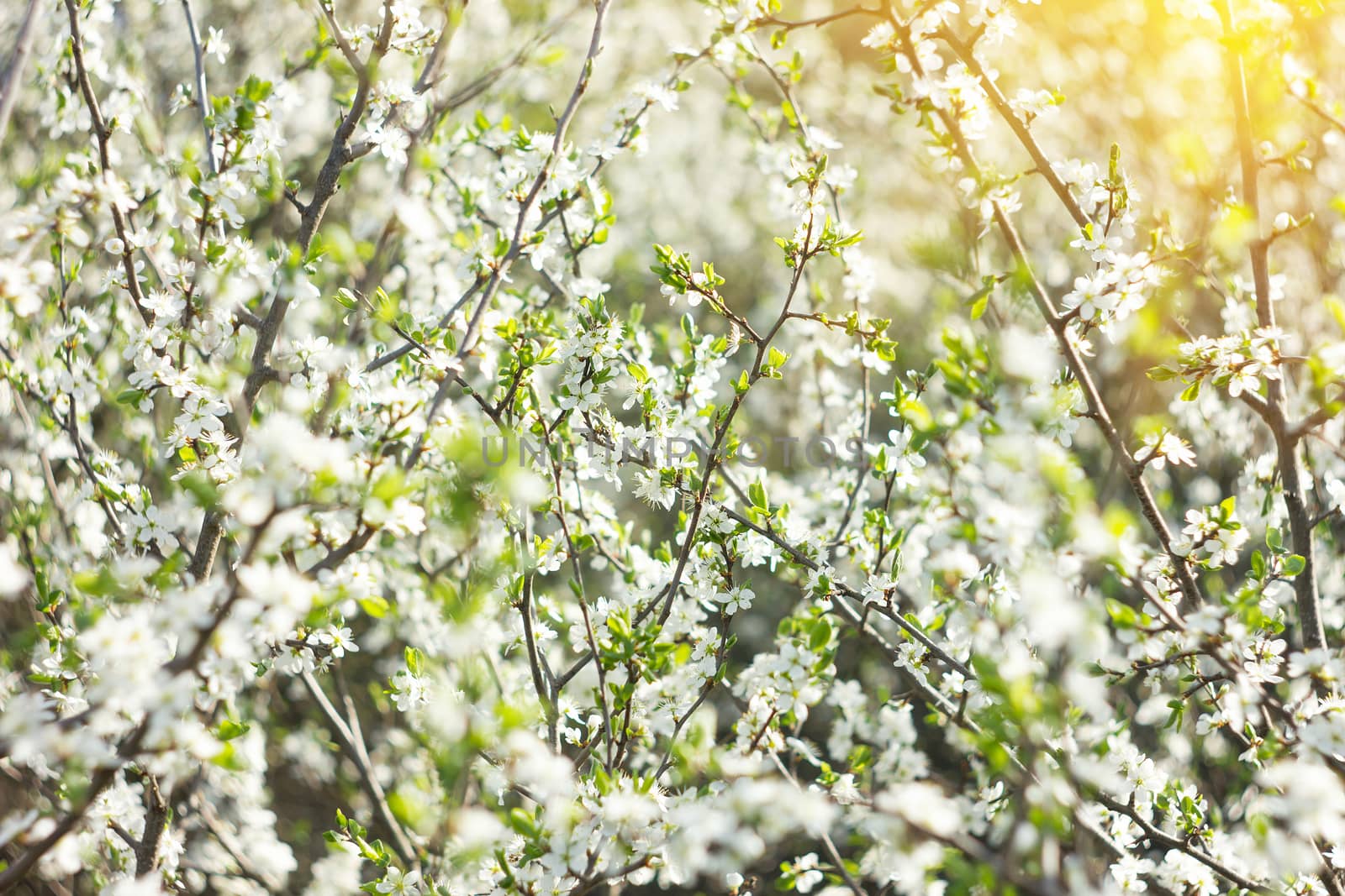 blooming twigs in spring, with sunny light, spring background