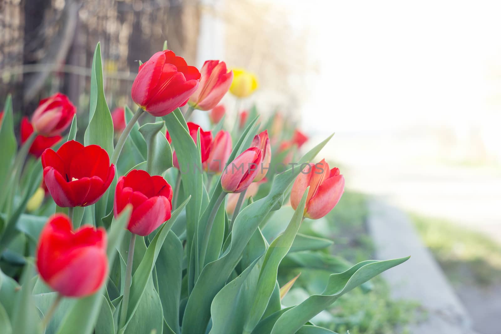 first flowers of spring, red tulips, soft sunlight