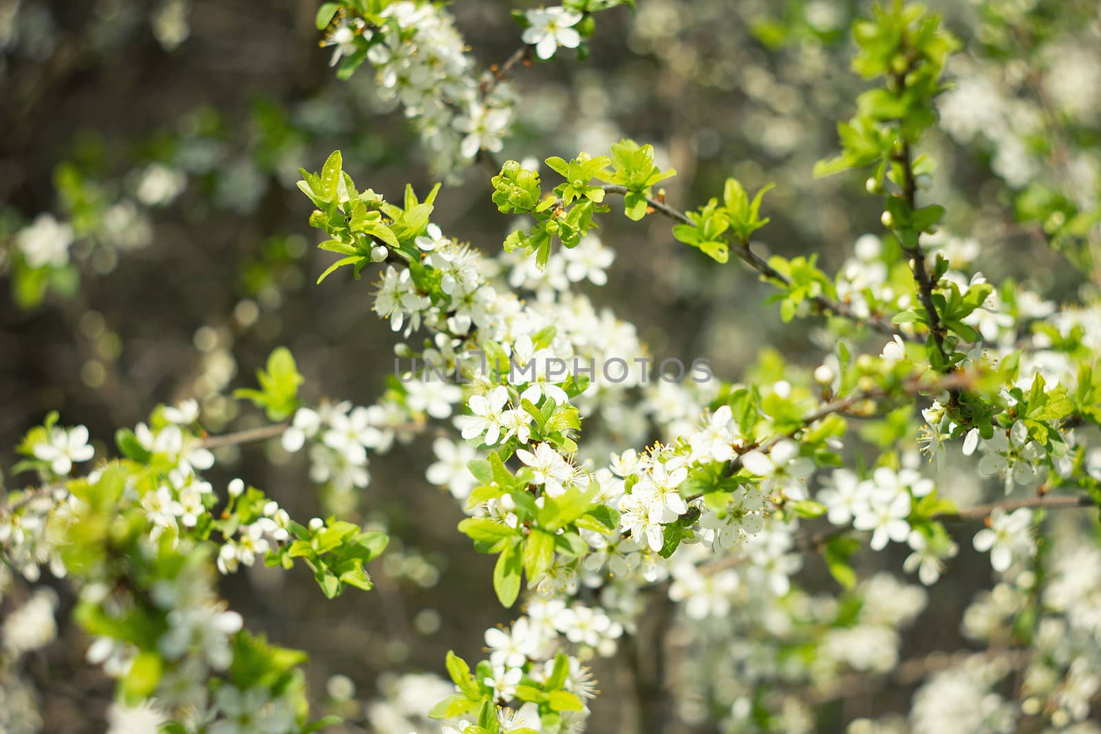 flowering spring tree close-up.Tree flower, seasonal floral nature background, shallow depth of field. Spring flower.  Spring composition .white cherry blossom, spring landscape.White young flowers