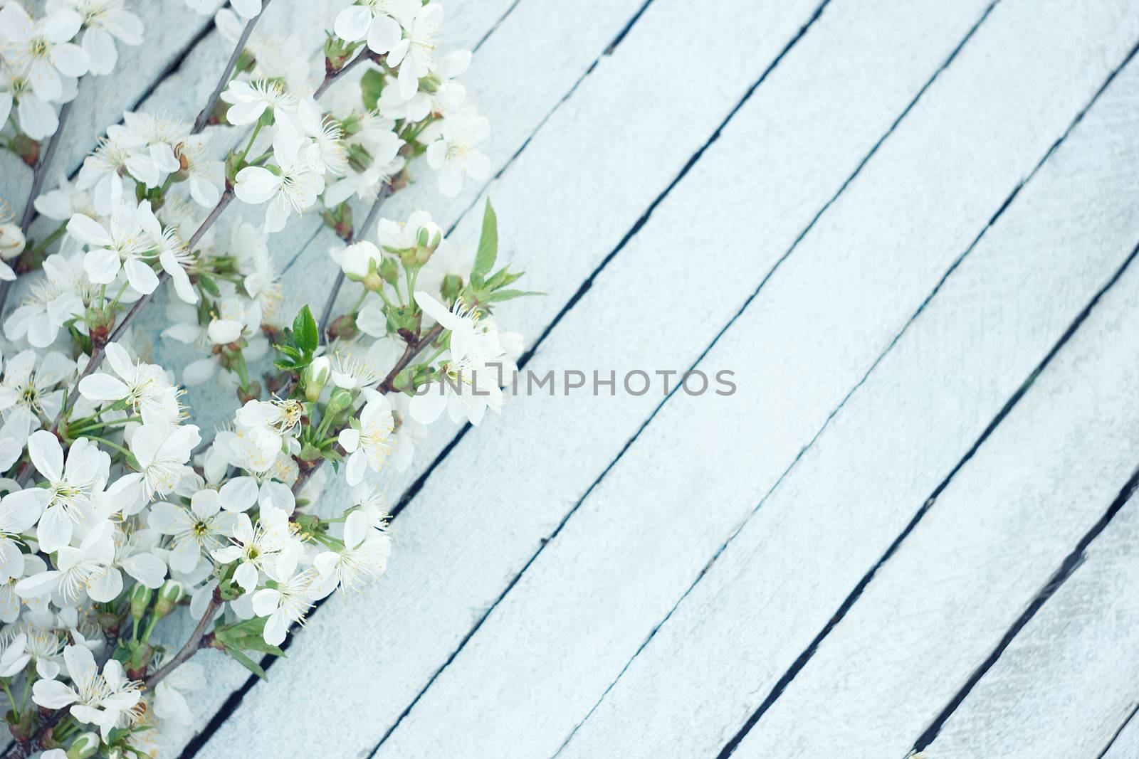 Spring flowers on wooden table background. Plum blossom. Top view.spring cherry blossom on a old wood background.Spring Blossom over wood background. Spring Flowers on wooden background
