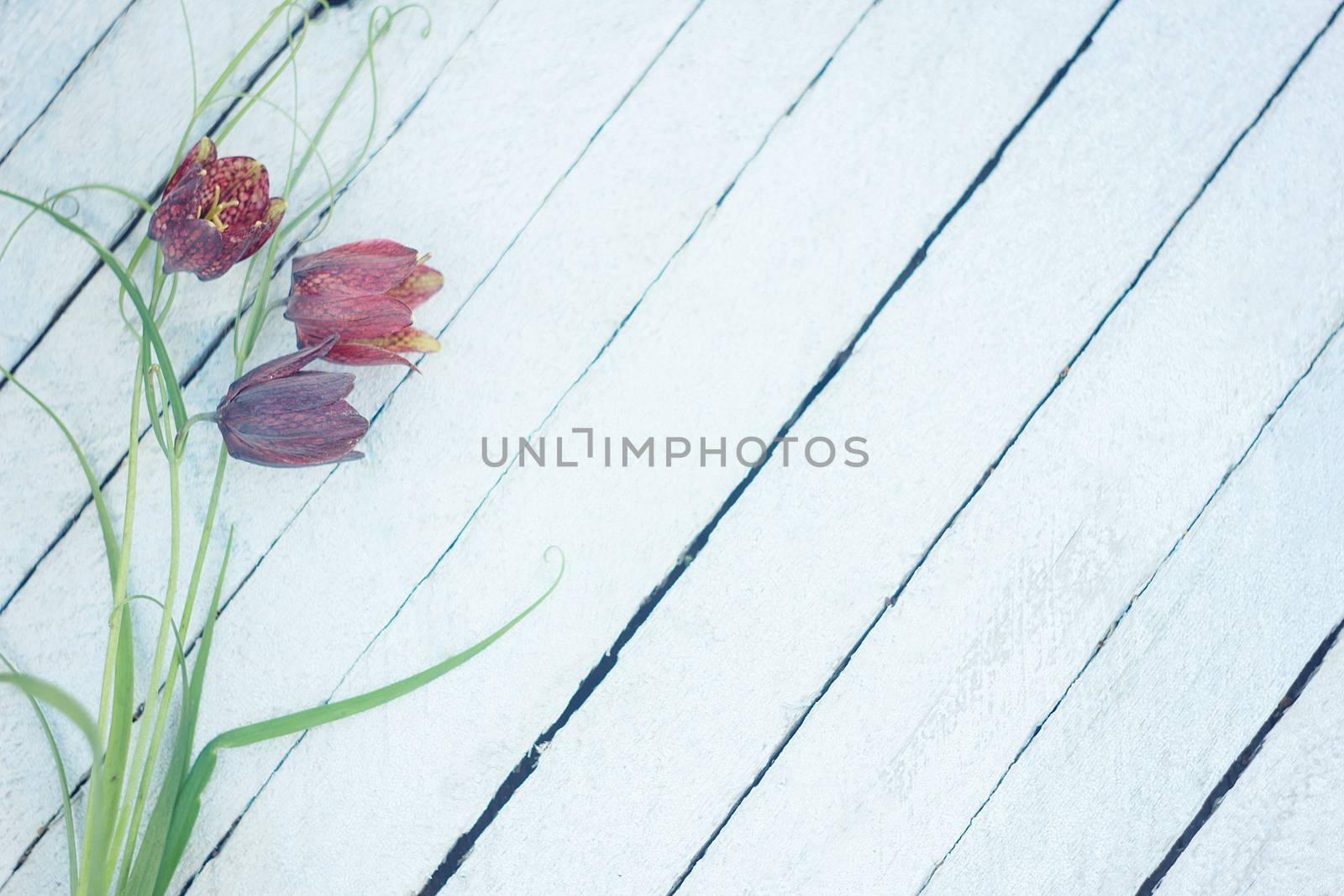 flowers on white wooden background.Fresh flowers (Gypsy, bells) bouquet, top view on white wooden background