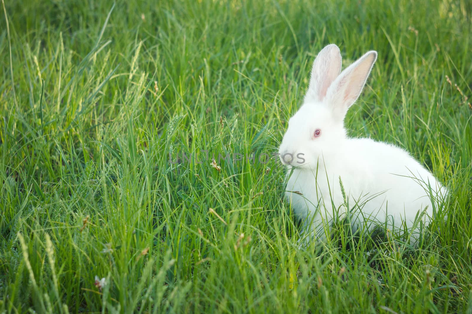 cute white rabbit in green grass
