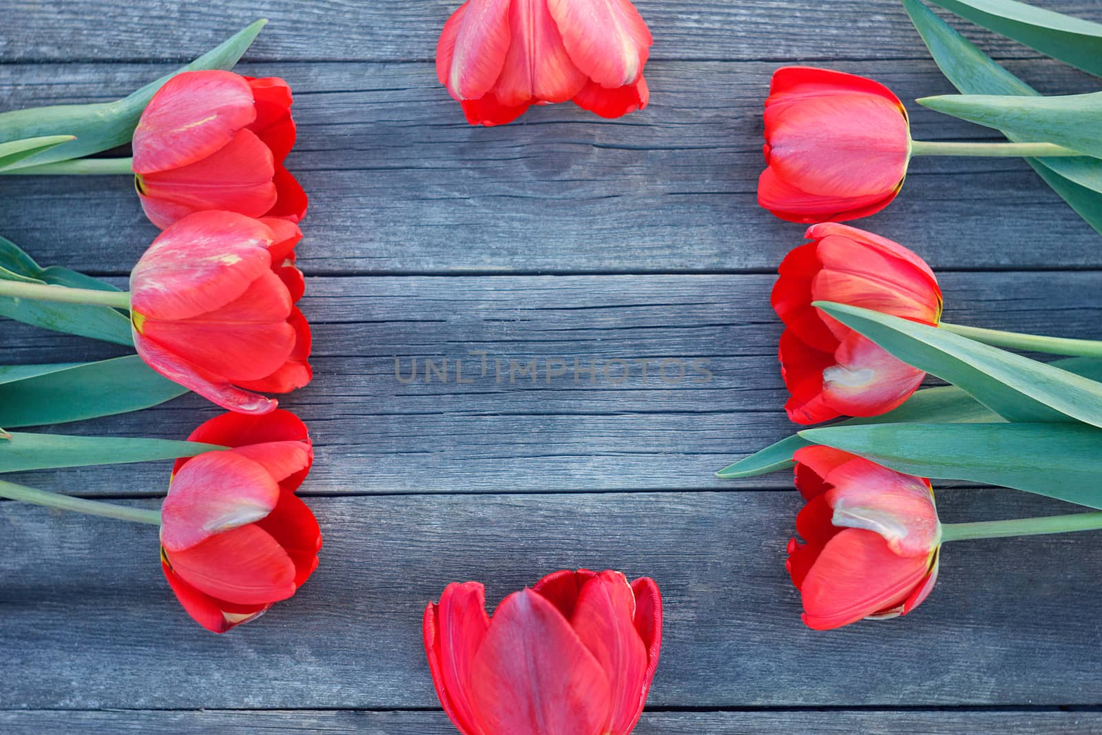 Red tulips on wooden background.Red and white. Top view with space for your text. bouquet of tulips for mother's day