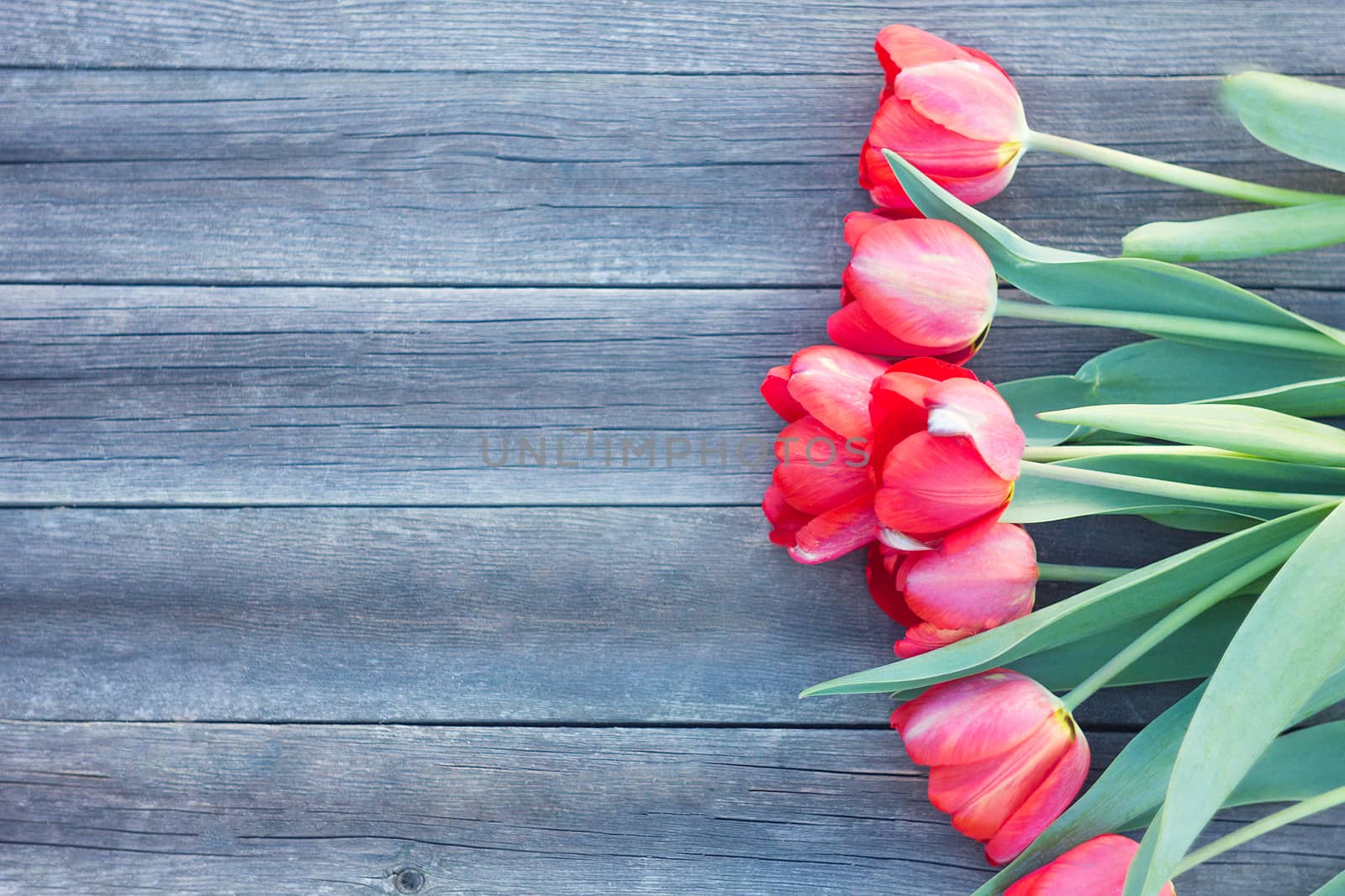 Red tulips on wooden background.Red and white. Top view with space for your text. bouquet of tulips for mother's day