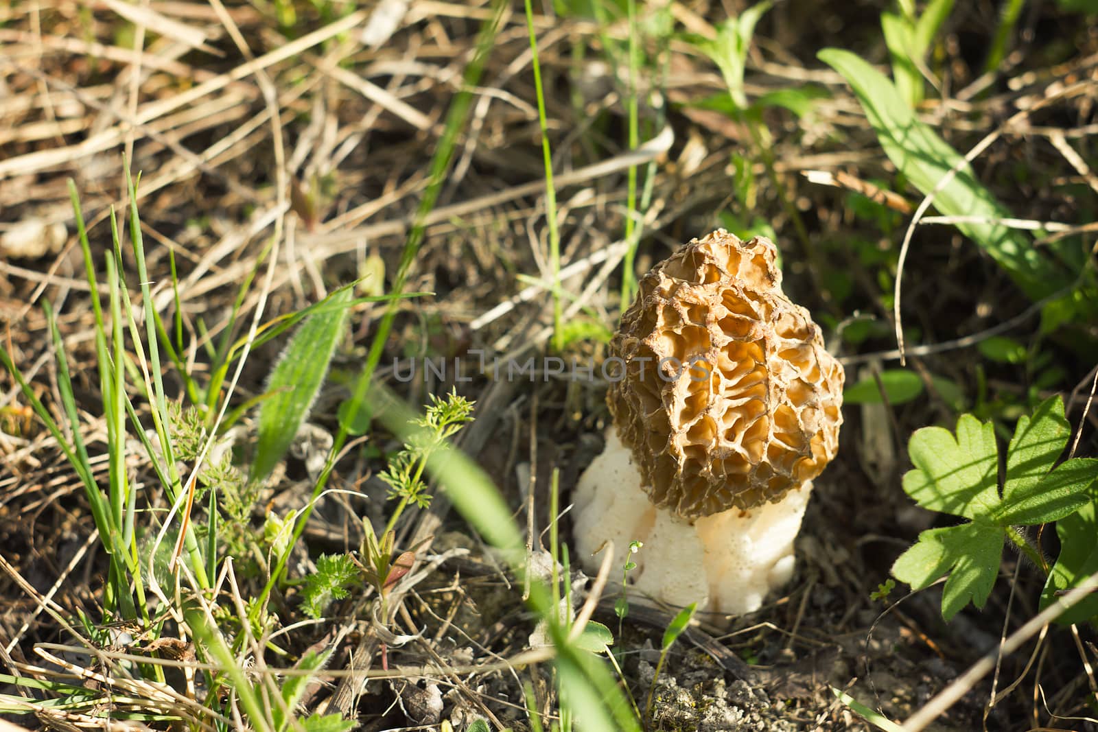 Morel mushroom, autumn harvest, wildlife