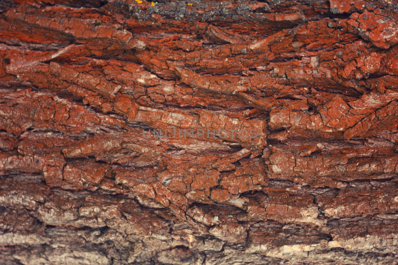 the bark of the tree , Background , texture