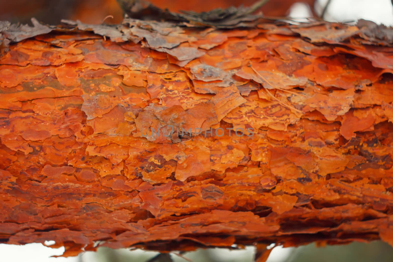 the bark of the tree , Background , texture