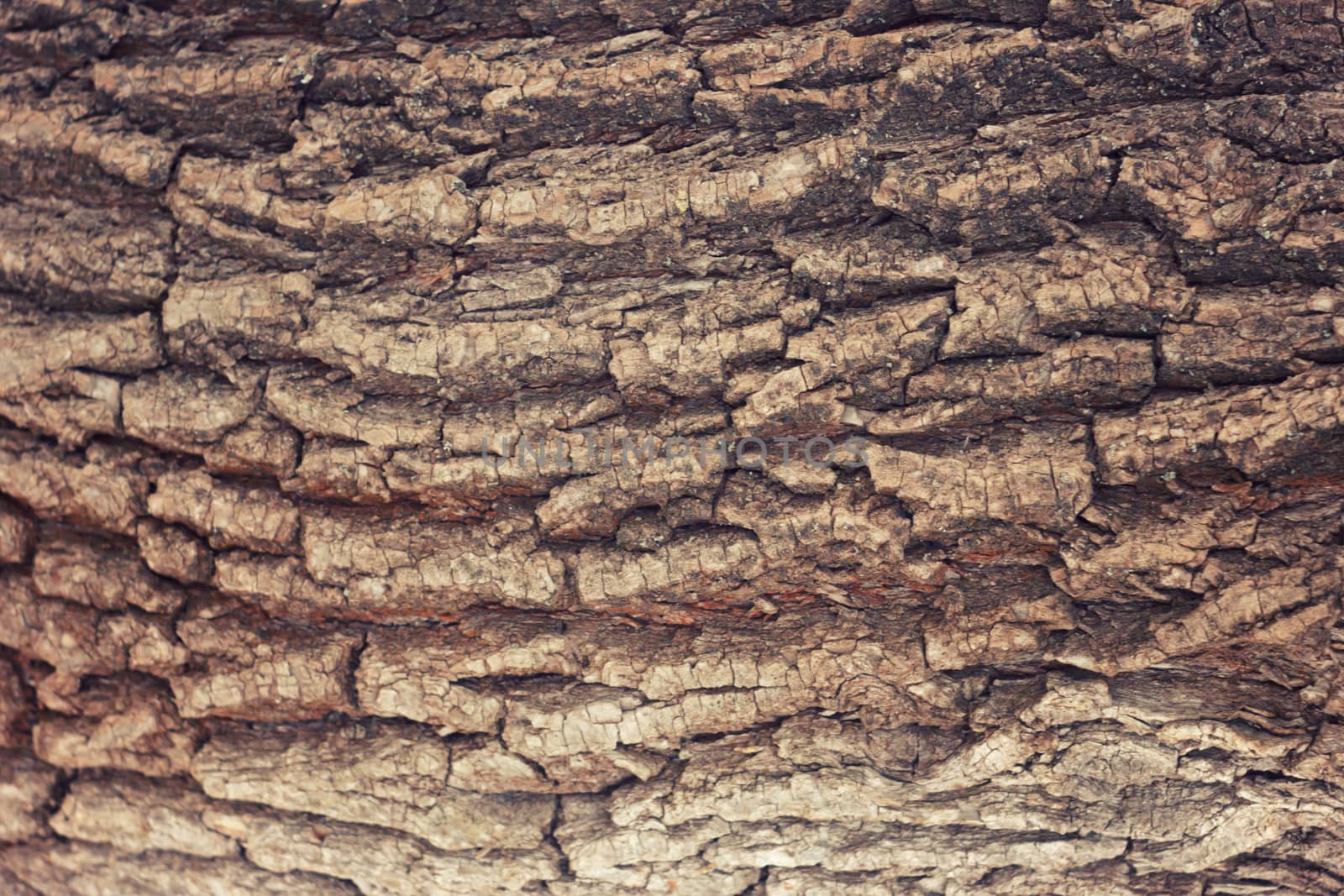 the bark of the tree , Background , texture