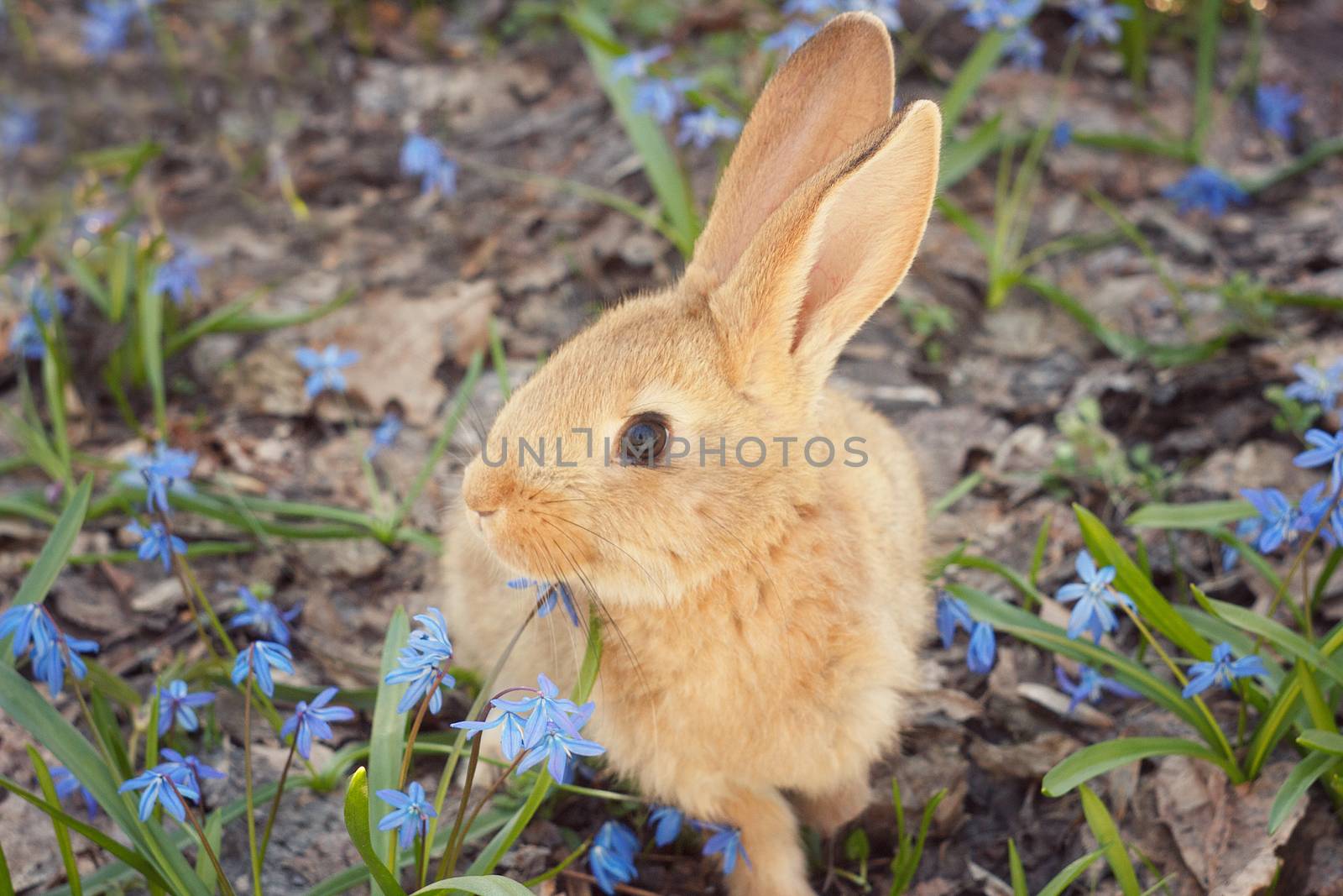 Brown fluffy Bunny in a by kasynets_olena