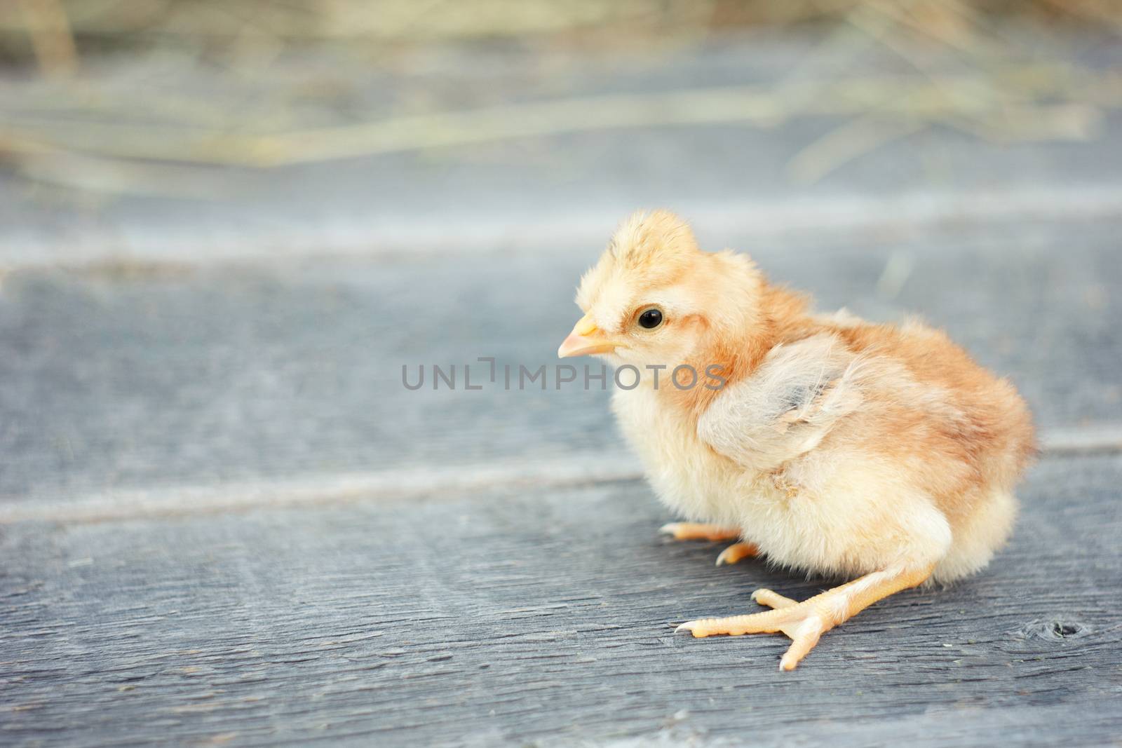 live yellow chicken. Chicken on wooden background.Baby chicken in a traditional rural farm. Chicken with a place under the inscription. blank for designers . 