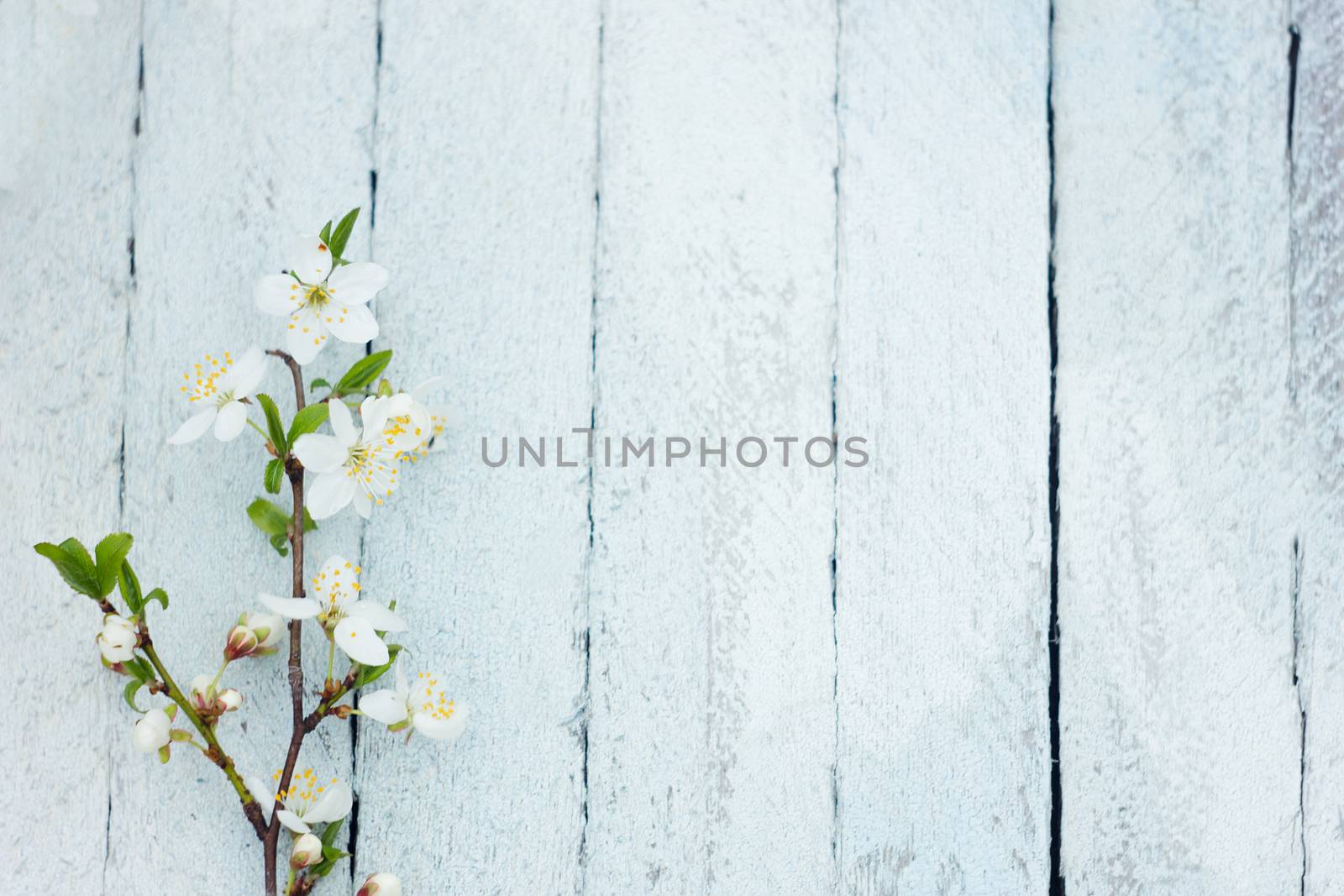 twig of a blossoming tree on a white wooden background, spring background