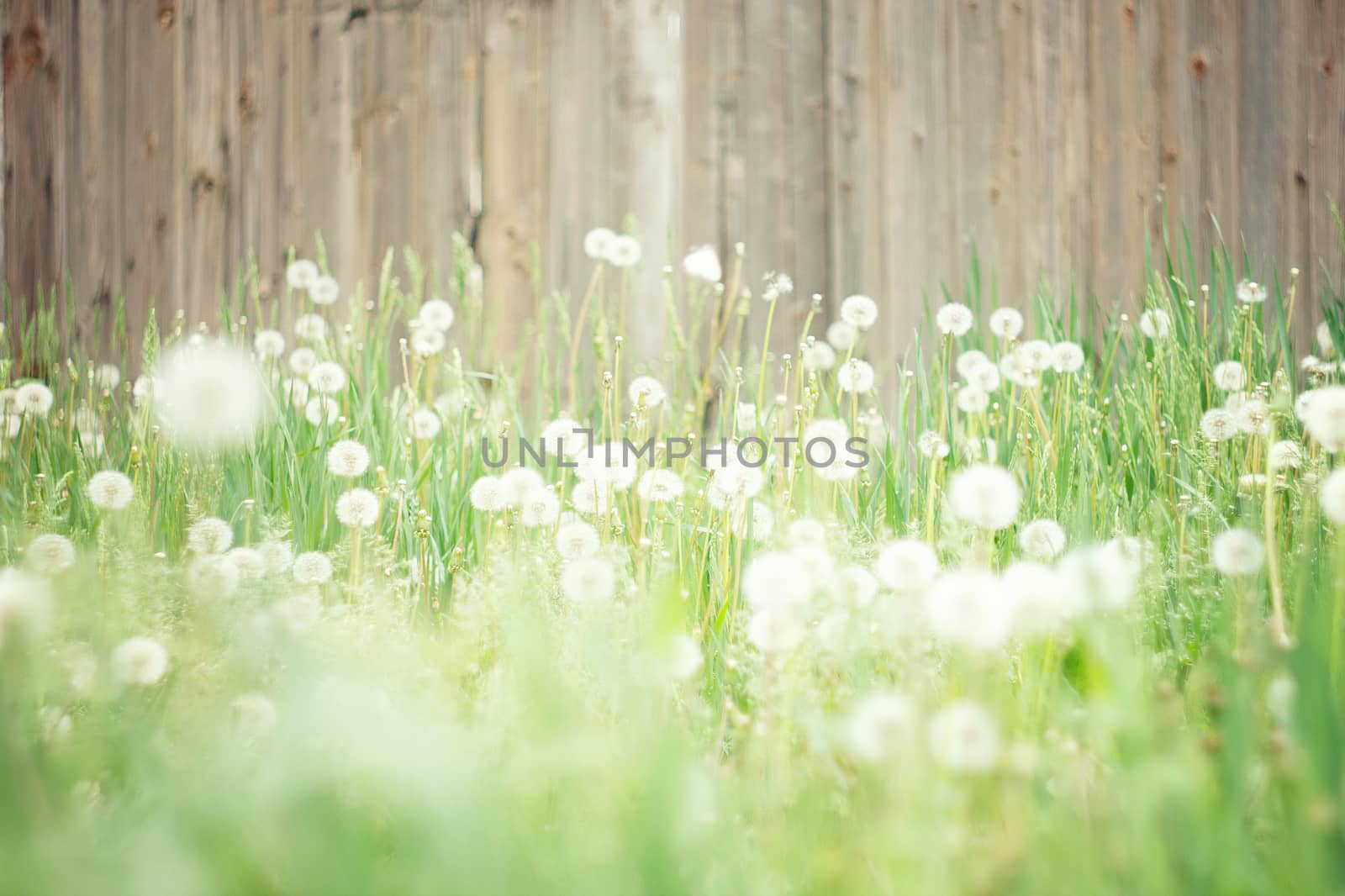 field of dandelions. Amazing field by kasynets_olena