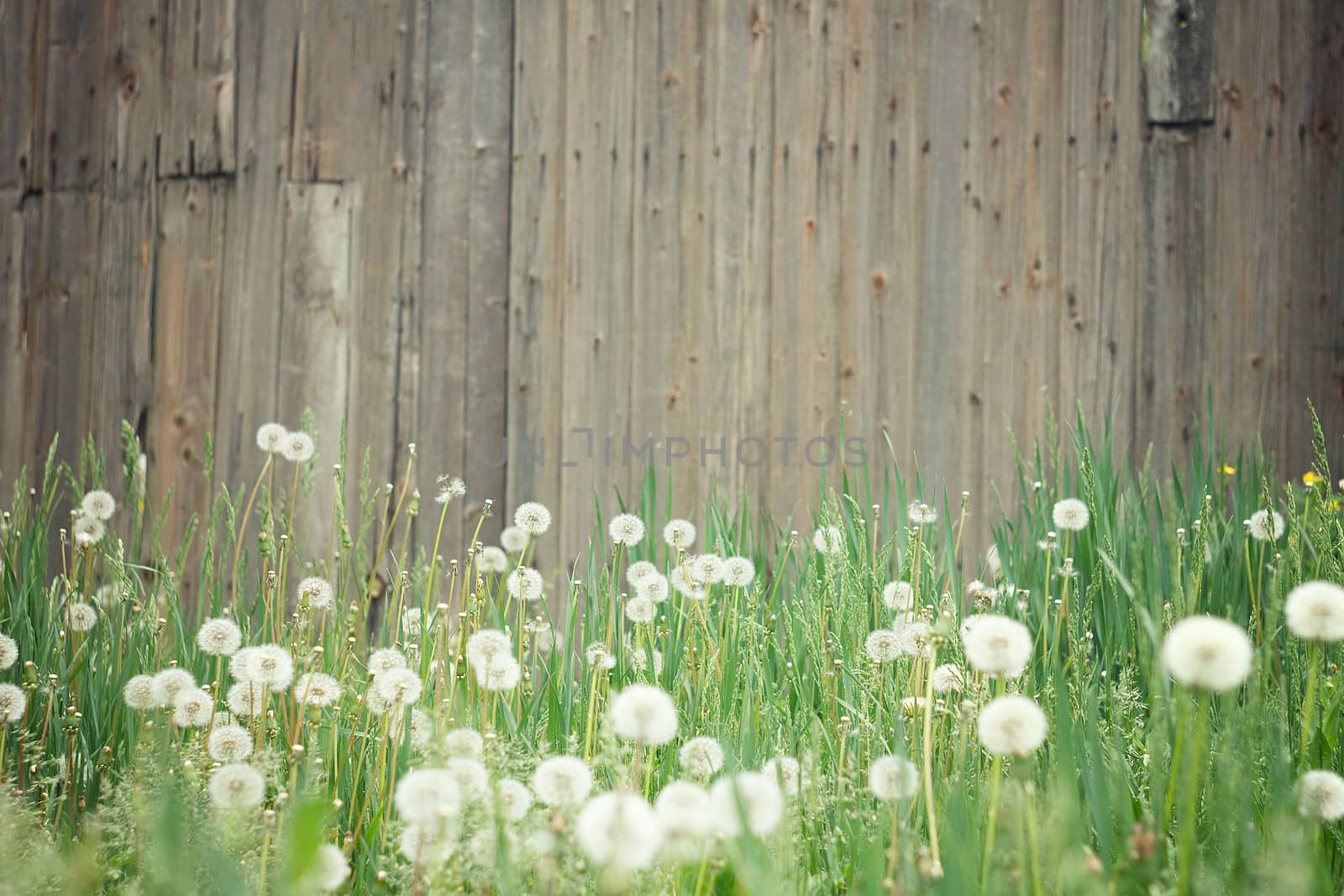 field of dandelions. Amazing field with white dandelions at sunset. Photo with beautiful bokeh. Wood background background