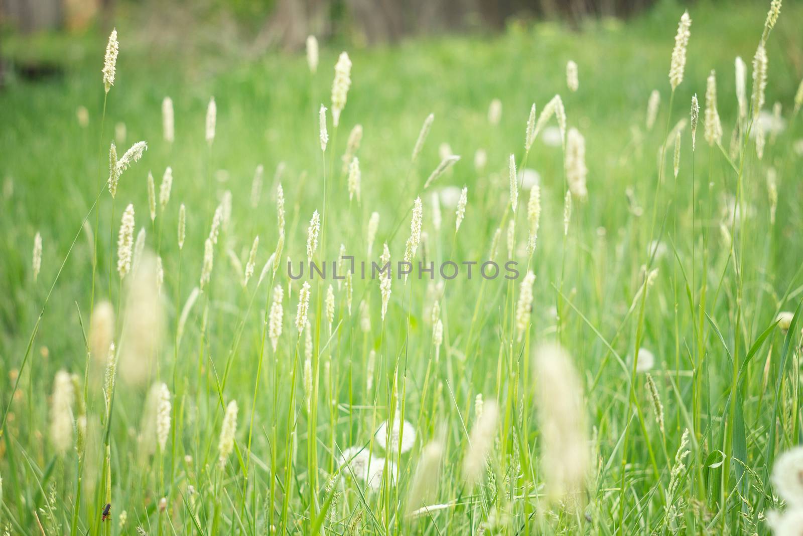 spikelets of green grass . Spring field of green grass . grass seeds . lawn grass