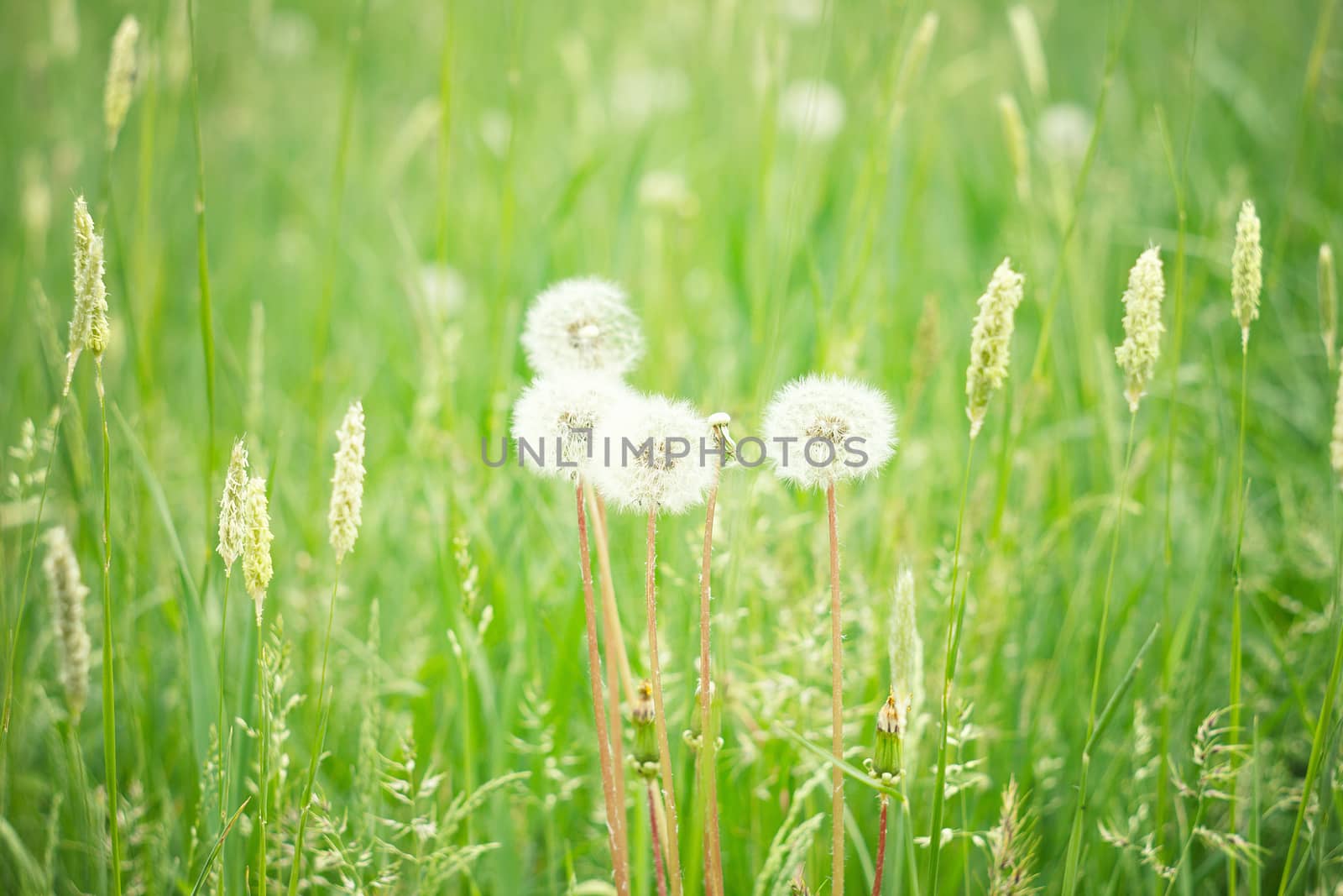 field of dandelions. Amazing field with white dandelions at sunset. Photo with beautiful bokeh. green grass