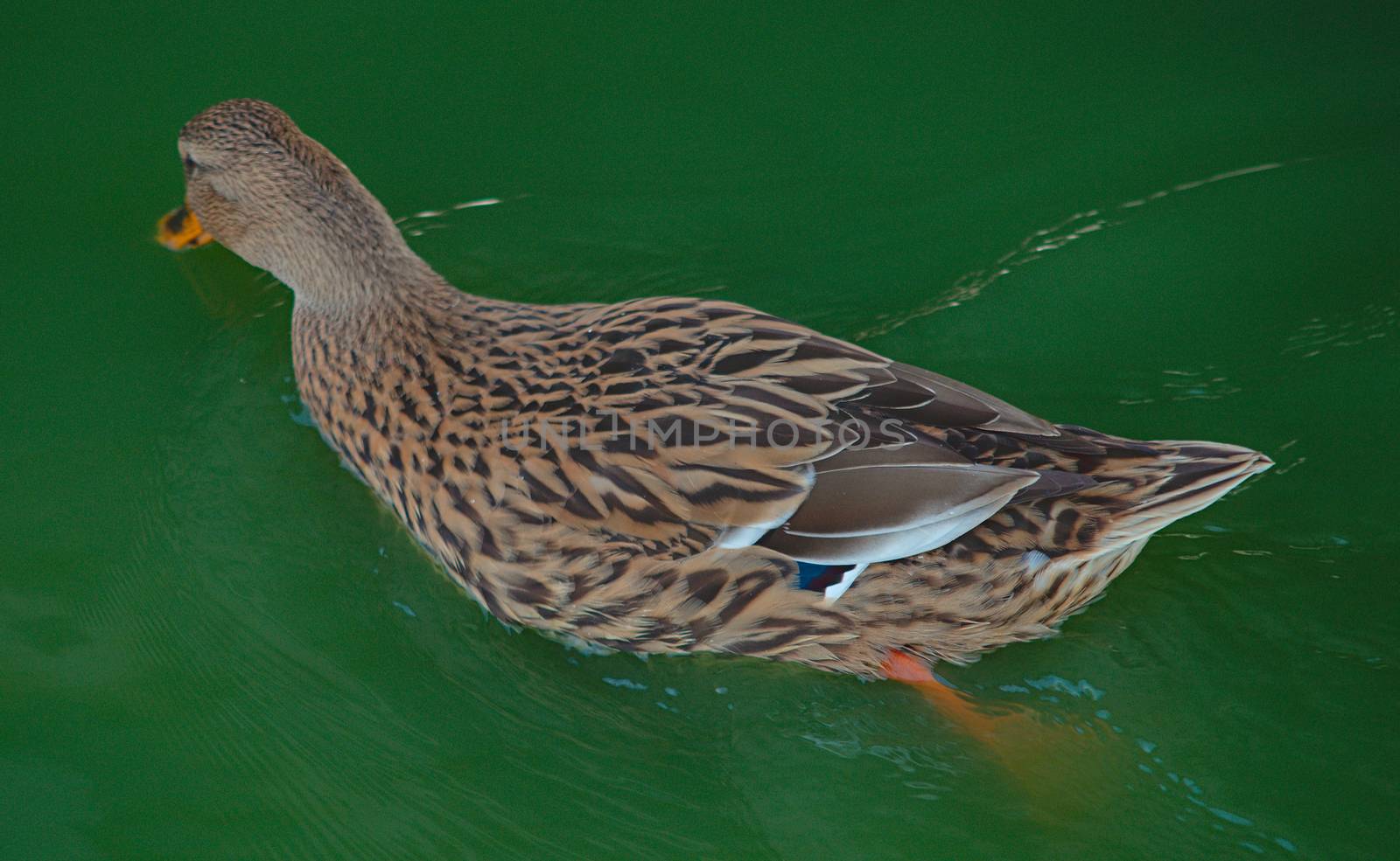 Brown duck swimming in water, close up view