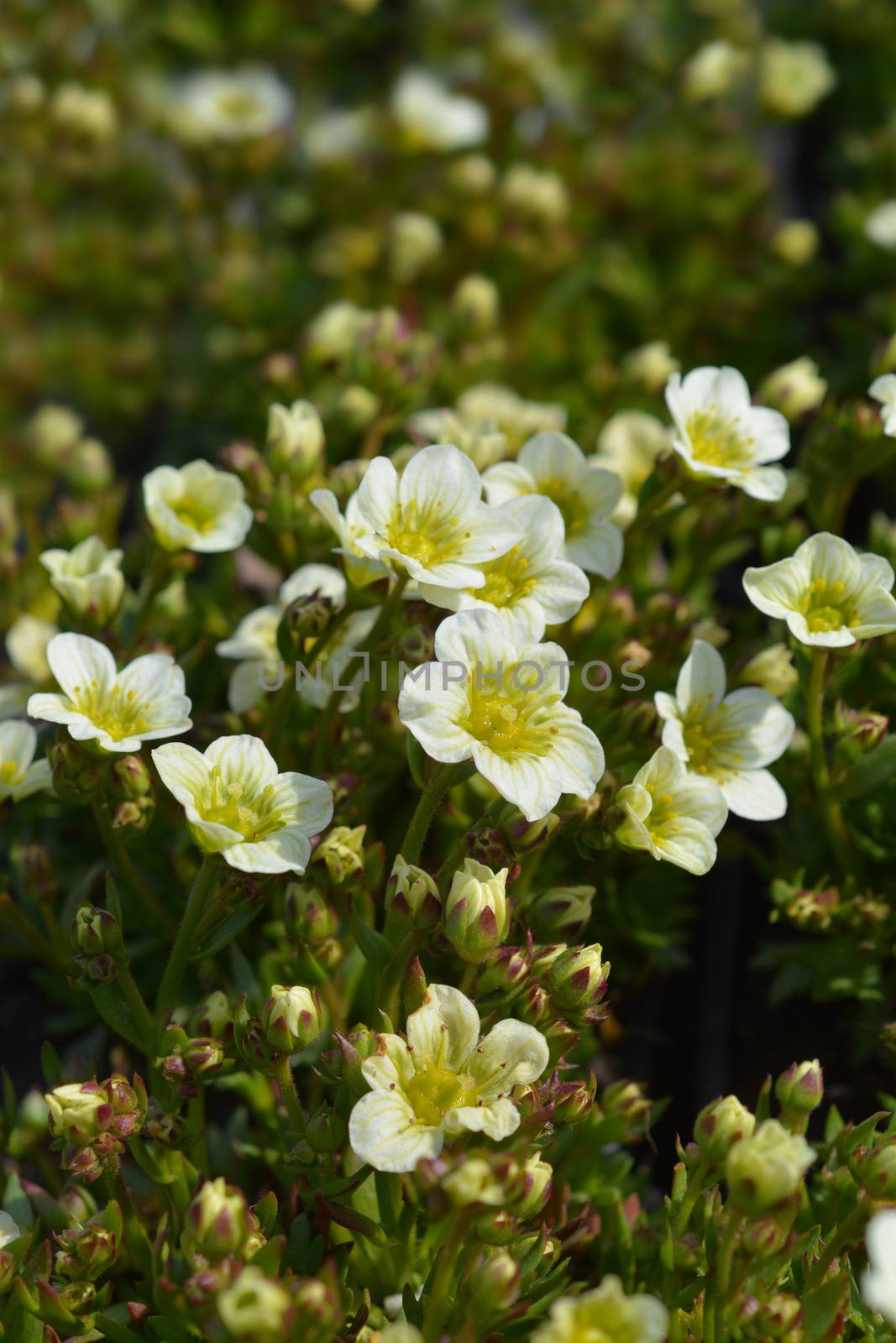 Saxifrage Snow Carpet by nahhan