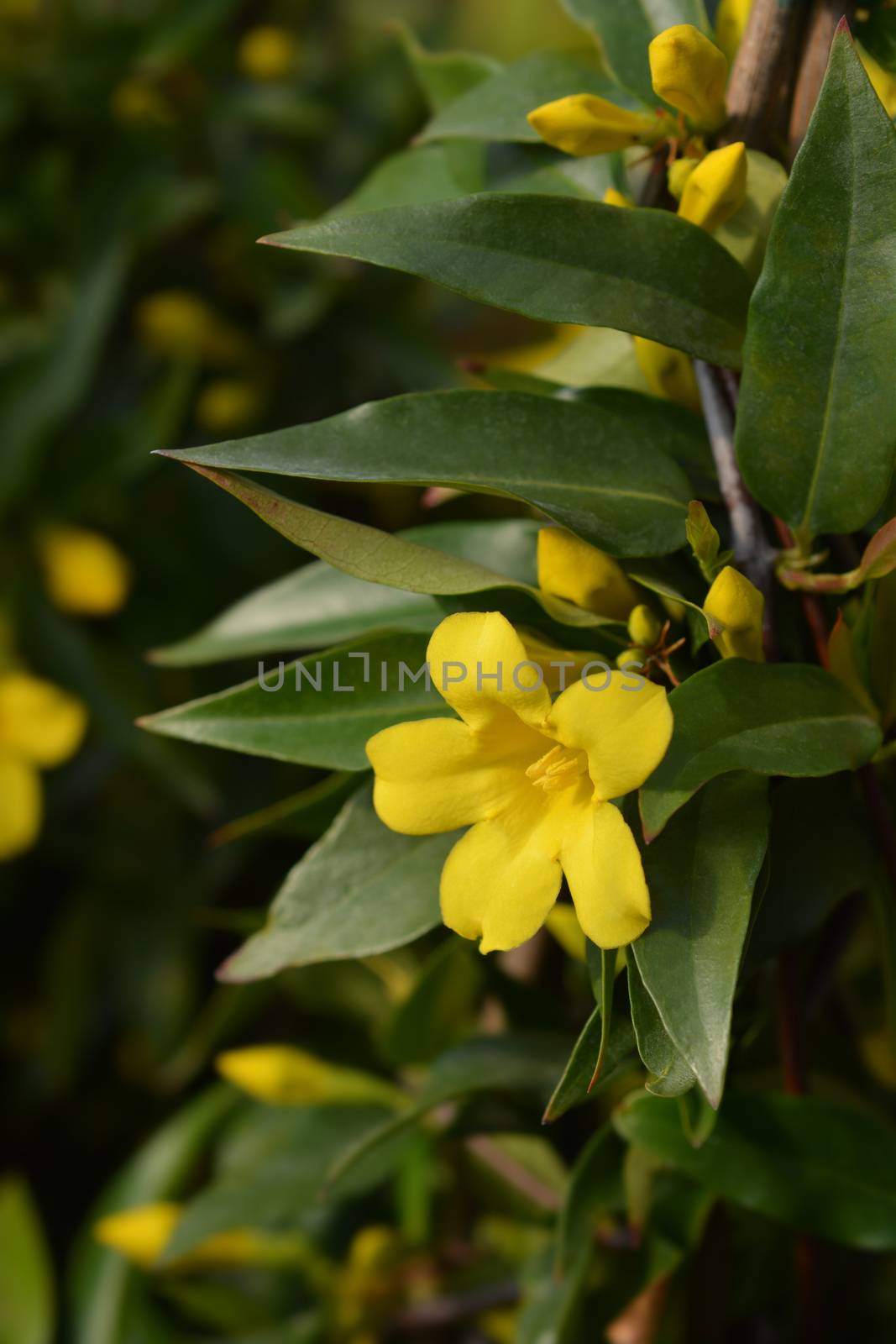 Yellow jessamine - Latin name - Gelsemium sempervirens