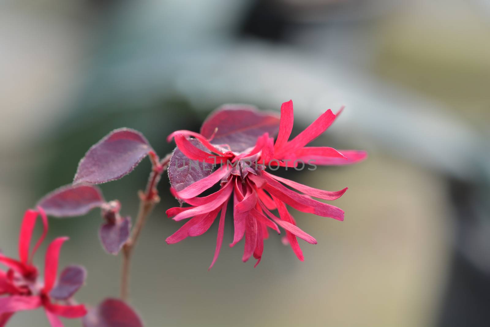 Chinese fringe flower Ever Red - Latin name - Loropetalum chinense Ever Red (Loropetalum chinense Chang Nian Hong)