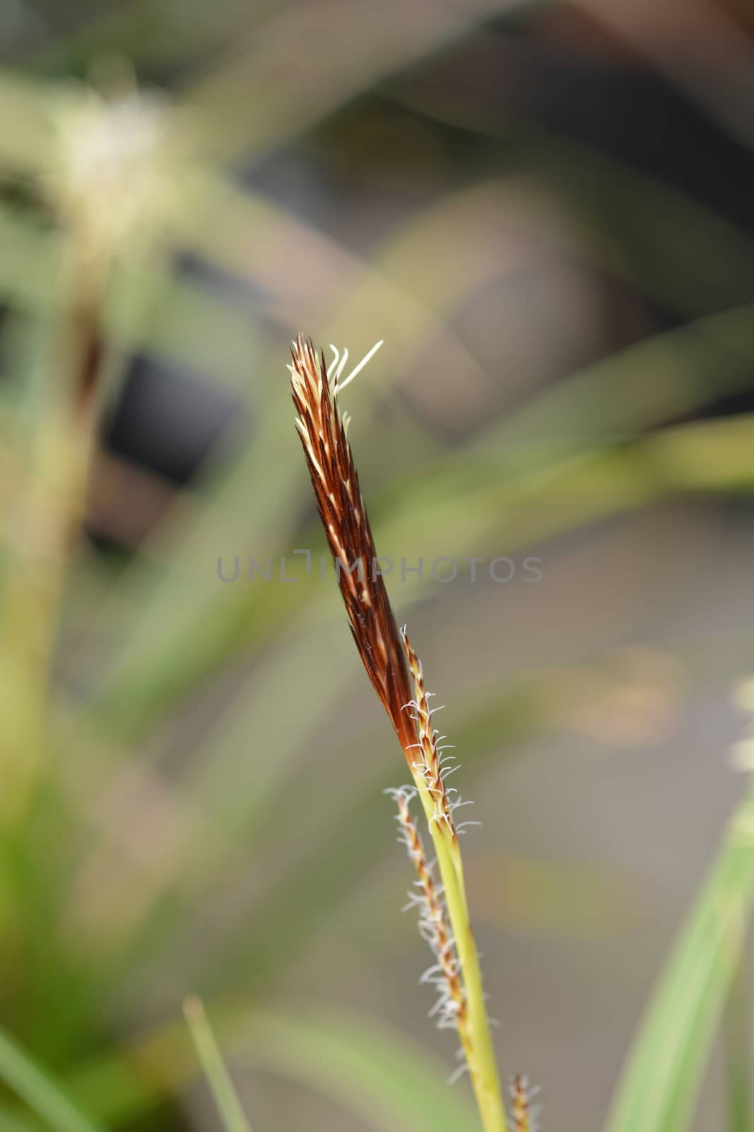 Japanese Sedge Variegata - Latin name - Carex morrowii Variegata