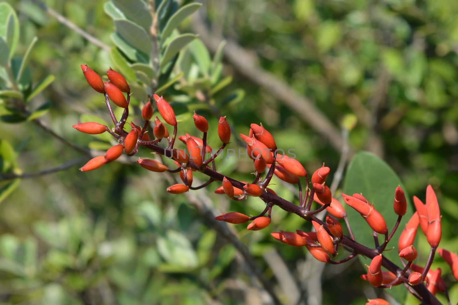 Cockspur coral tree by nahhan