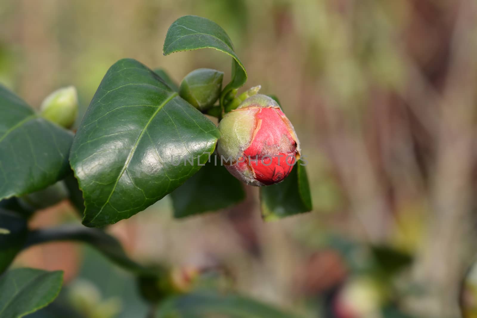 Camellia Lady Campbell - Latin name - Camellia japonica Lady Campbell