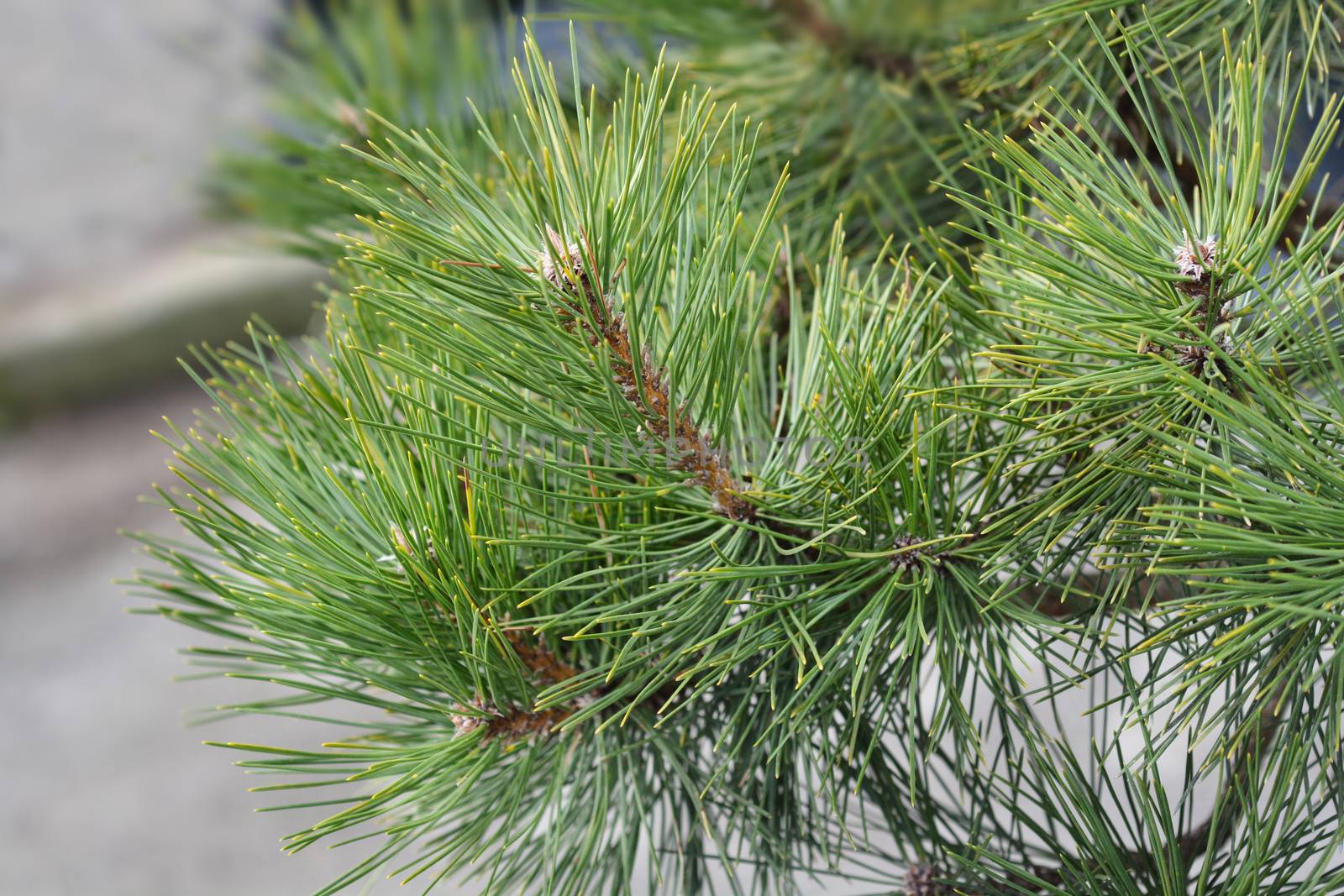 Black pine by nahhan