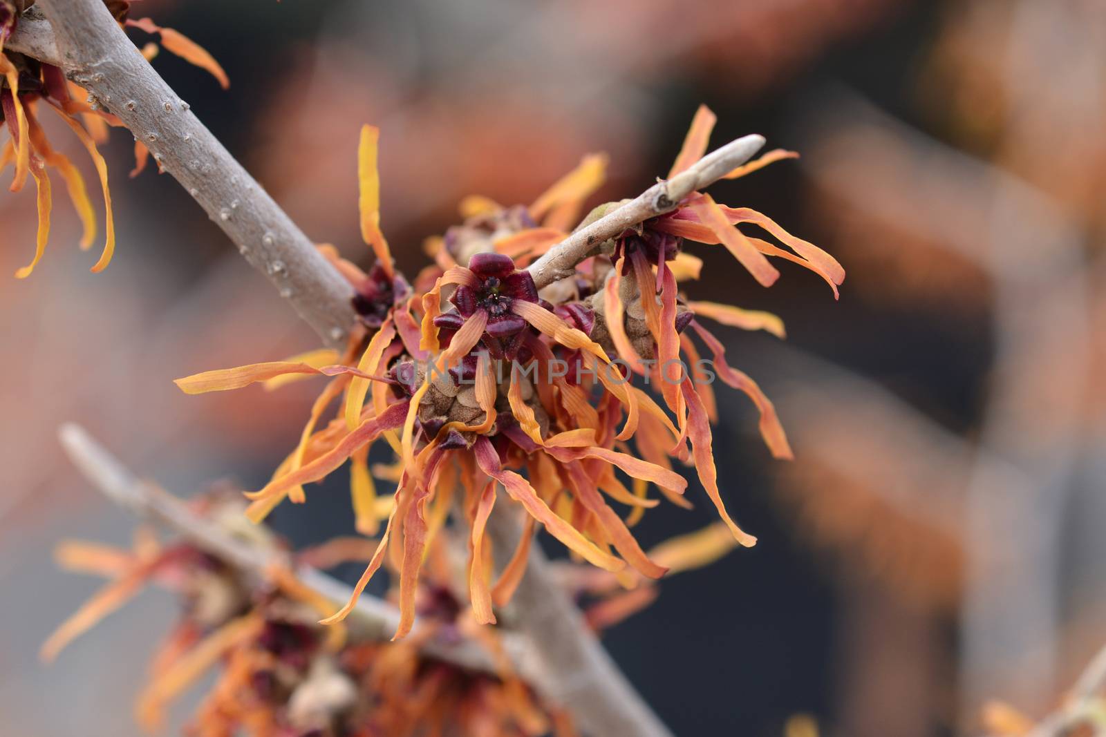 Witch Hazel Diane - Latin name - Hamamelis * intermedia Diane