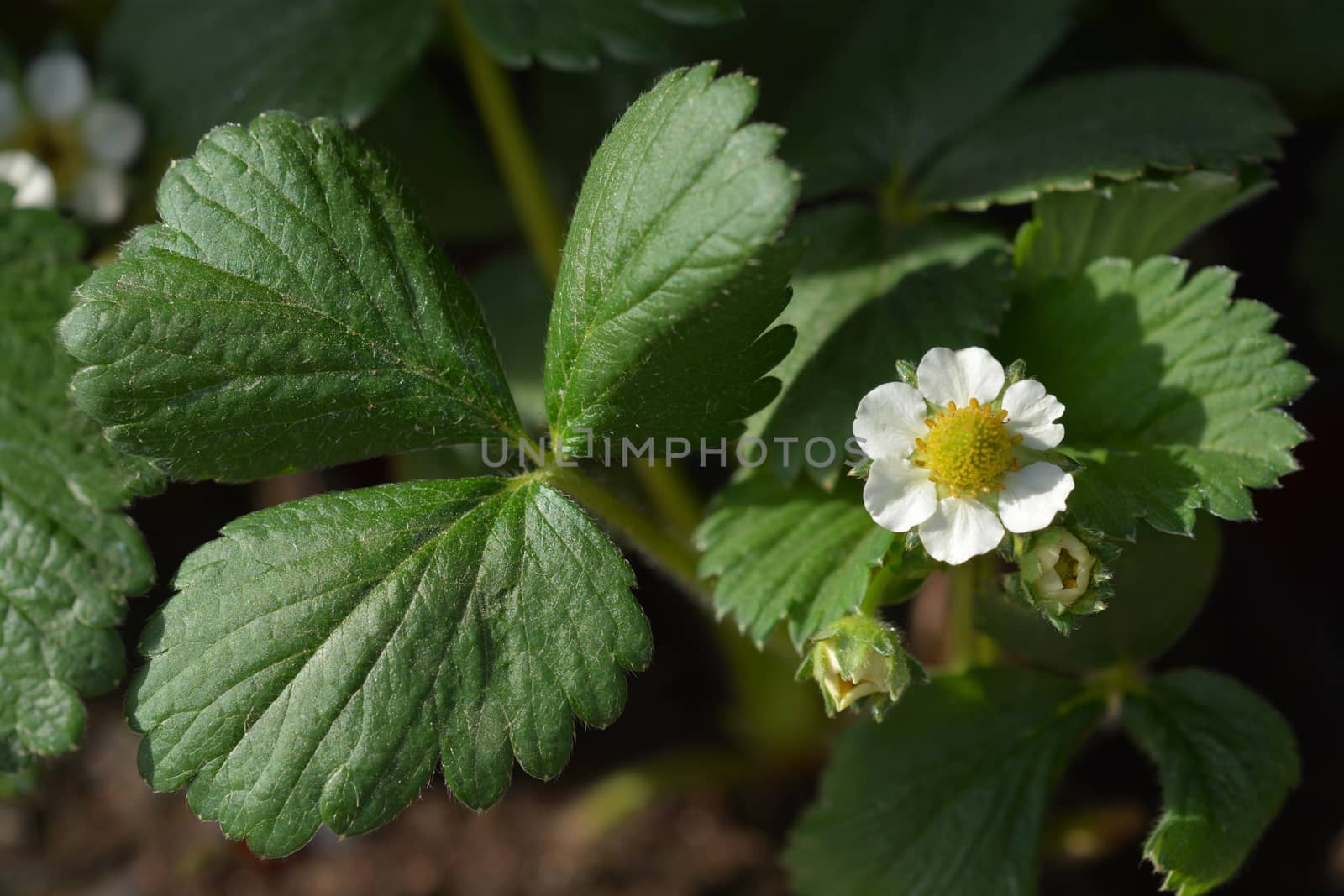 Garden strawberry - Latin name - Fragaria x ananassa